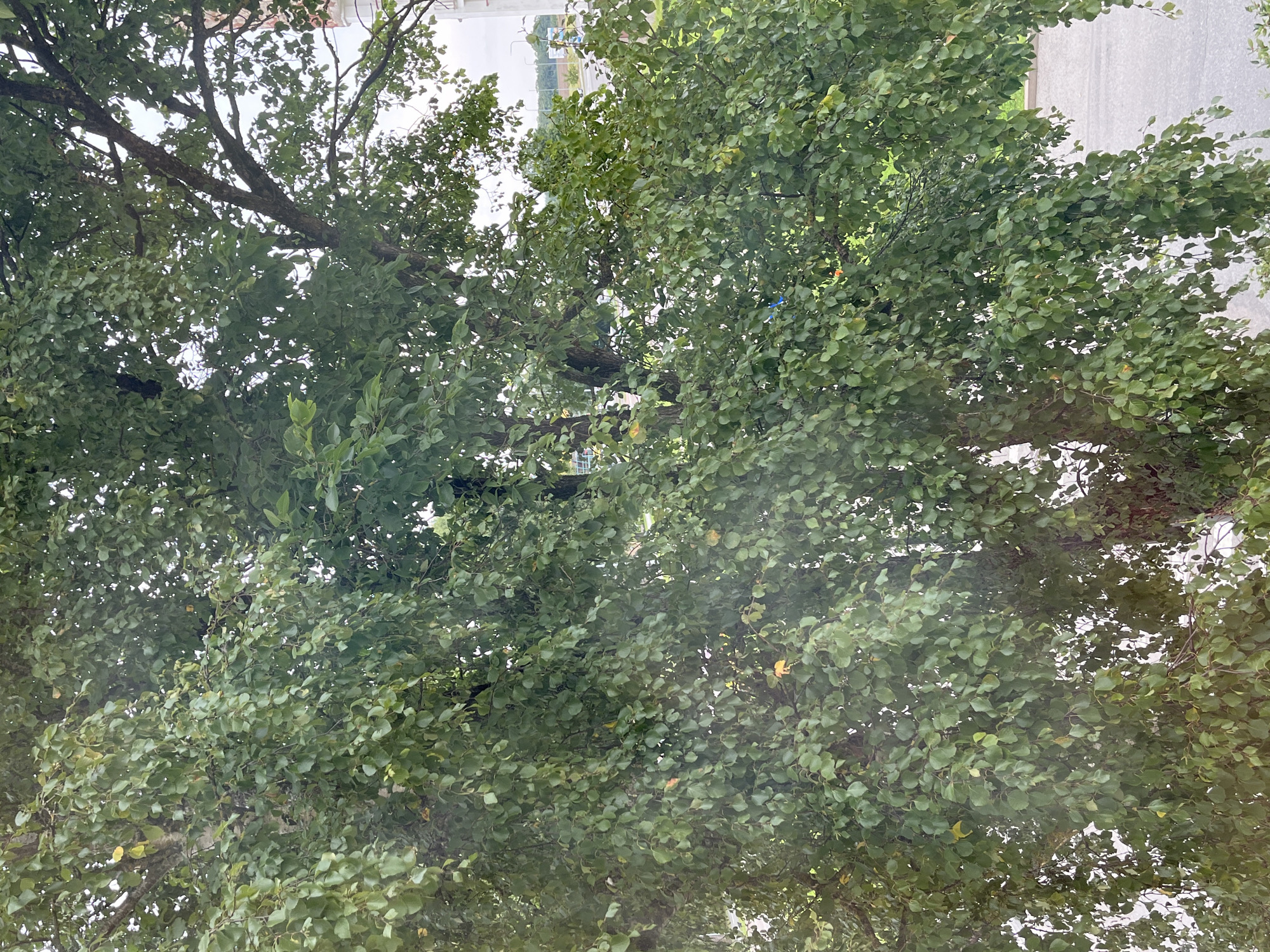 The image shows a dense canopy of green leaves of a tree, obscuring most of the background. A paved road and some low-lying vegetation are visible through gaps in the foliage, suggesting an outdoor, possibly urban setting. The sky is overcast. There are no people or animals clearly visible in the image. The presence of the road and the structure on the far right edge, possibly a building, indicate a location within a city.