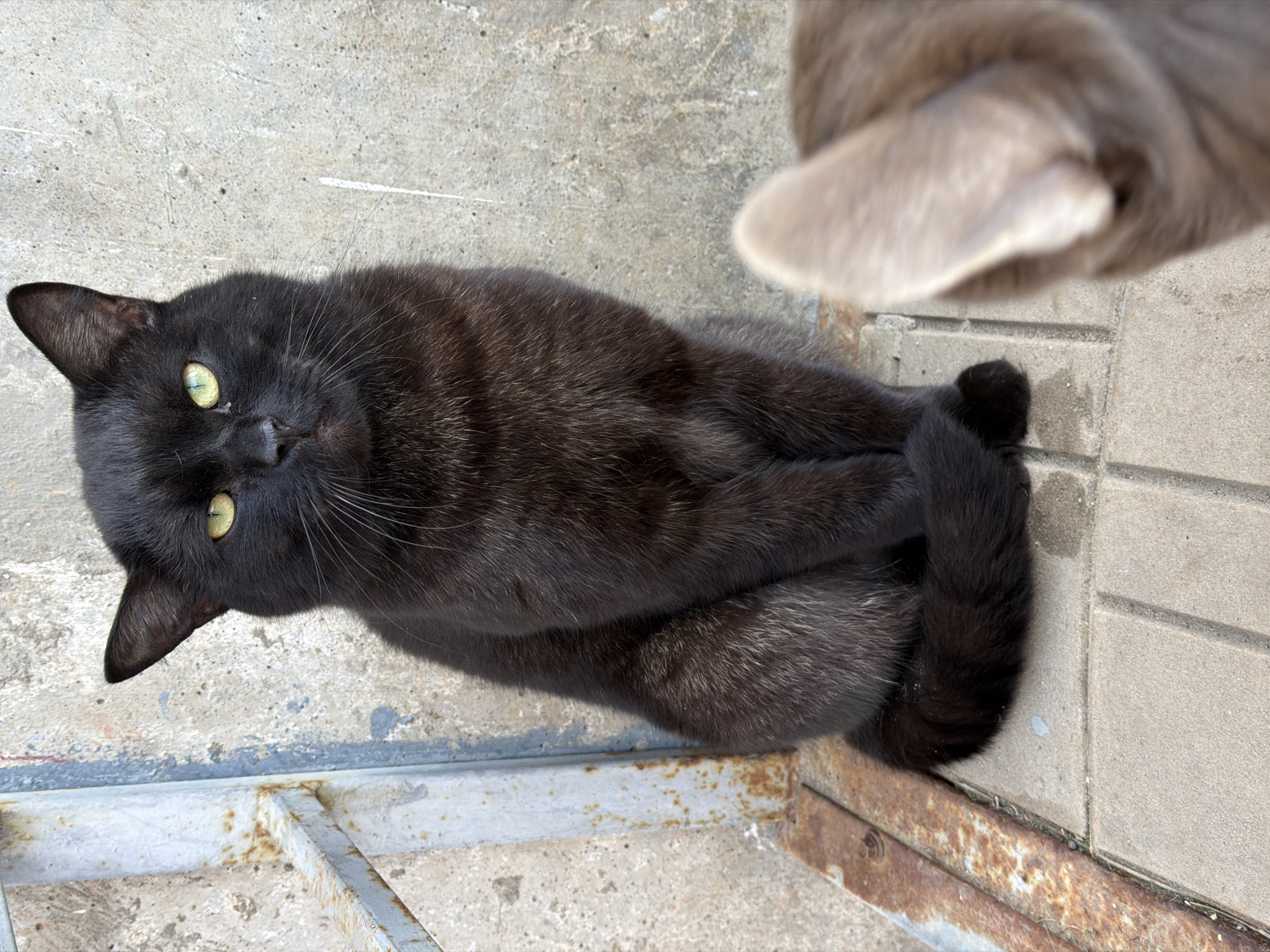 A black cat with yellow eyes is lying on a concrete surface with a metal grate visible on the bottom left. Another cat, gray in color, is partially visible in the top right corner of the image. The environment appears to be an outdoor area, possibly a street or sidewalk. There are no people in the scene. It is not possible to determine the location within Votkinsk, Russia from the image.