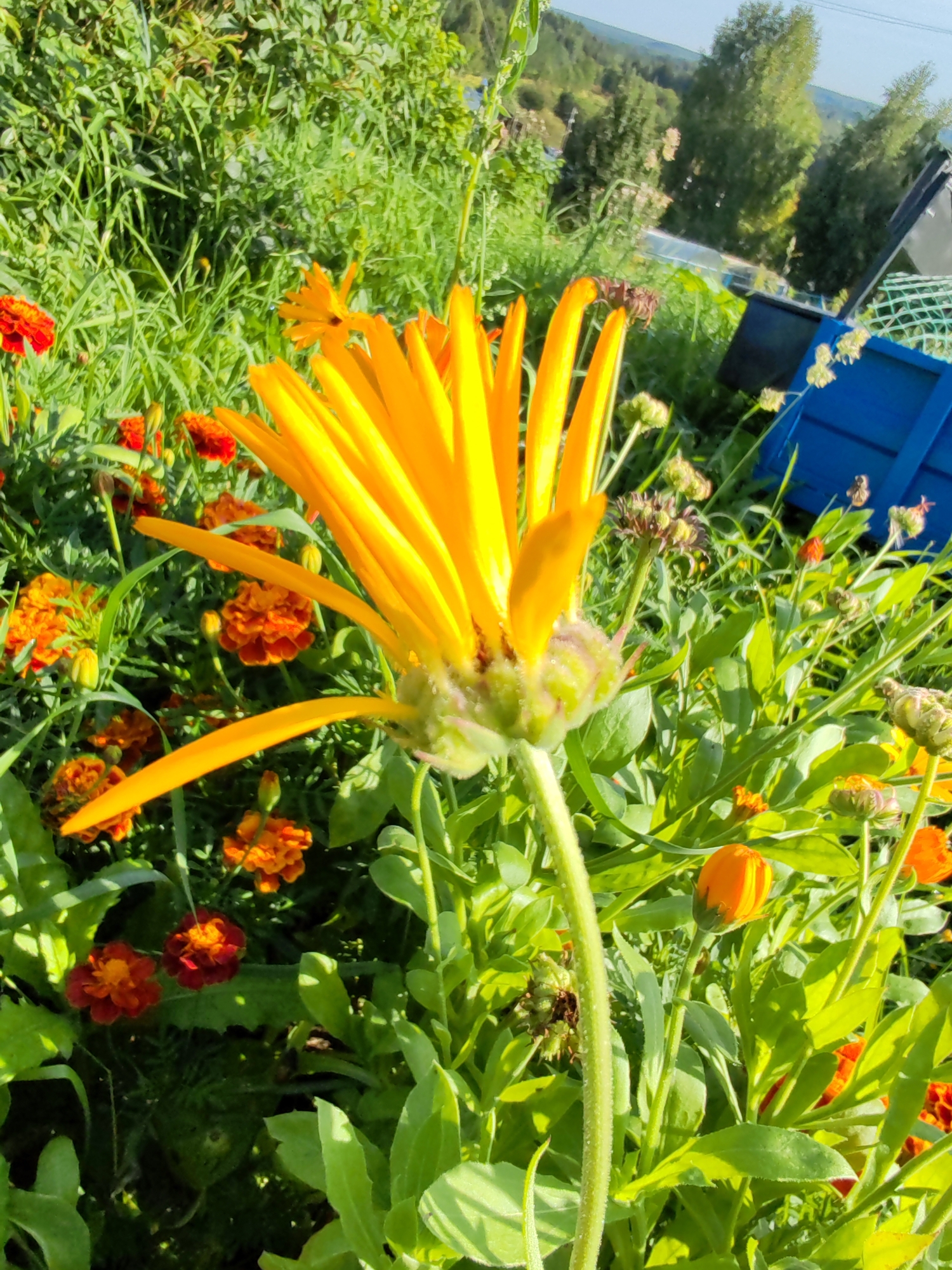 A close-up, eye-level shot captures a vibrant yellow flower in bloom, its petals unfurling outward from a green, fuzzy center. The flower is positioned slightly off-center to the right of the frame, with its stem extending downwards and out of view. Surrounding the main subject is a lush garden filled with other orange and red flowers, appearing to be marigolds, in various stages of bloom and bud. The foliage is predominantly green, with sunlight filtering through, creating highlights and shadows. In the background, hints of a rural landscape are visible, including trees, a blue plastic bin, and what appears to be a greenhouse structure. The overall scene suggests a sunny day in a garden, likely in a suburban or rural setting in Чухлэм, Russia, given the context. There are no people or animals present in the image.