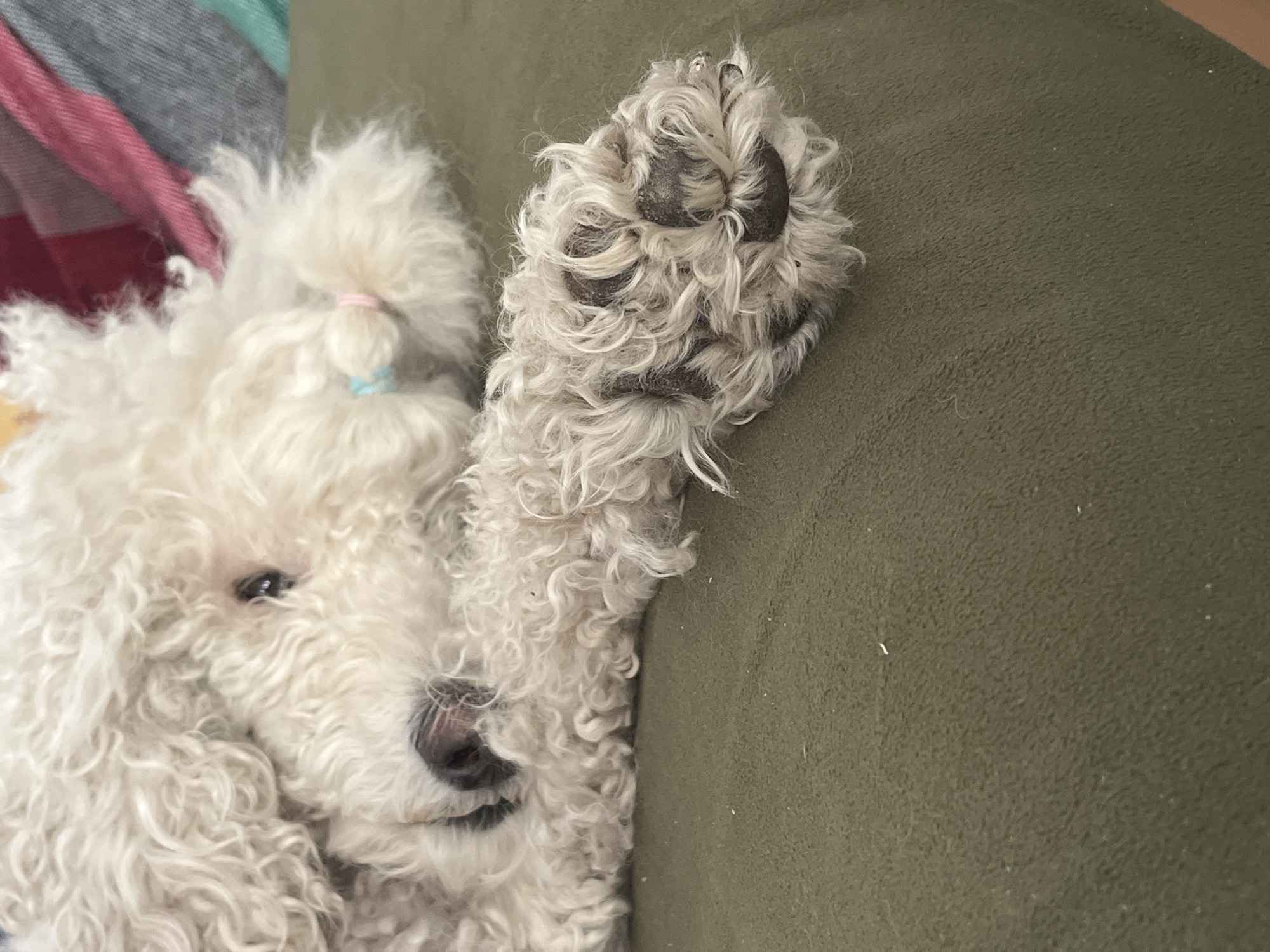 A white, curly-haired dog lies on a green, textured surface, possibly a couch or blanket. The dog's paw is prominently displayed on the right side of the image, with visible black paw pads surrounded by curly fur. The dog's face is visible on the left, with one eye partially open and a black nose. The dog has a small ponytail with a pink and blue hair tie. A striped blanket is visible in the upper left corner. The location is not specified.