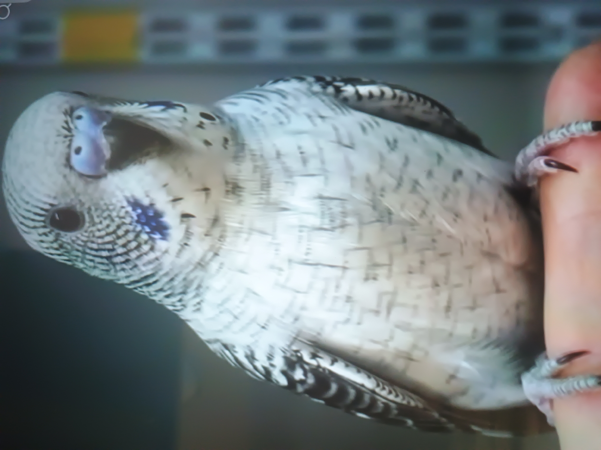 A male budgerigar (Melopsittacus undulatus) with predominantly white and light grey plumage, featuring distinct black scalloped markings on its head and back, and prominent blue cheek patches, is positioned centrally in the frame. Its cere is a light purplish-blue. The bird's dark, round eyes are focused forward. It is actively perched on a human finger, partially visible at the bottom of the frame, gripping the skin with its grey, scaly feet and black talons. The background is largely out of focus, with a dark, indistinct area to the left and a lighter, vertically structured element to the right, possibly a cage or shelving unit. A rectangular yellow-orange object is discernible on the right side of the background. The scene is located in Kroměříž, Czechia.
