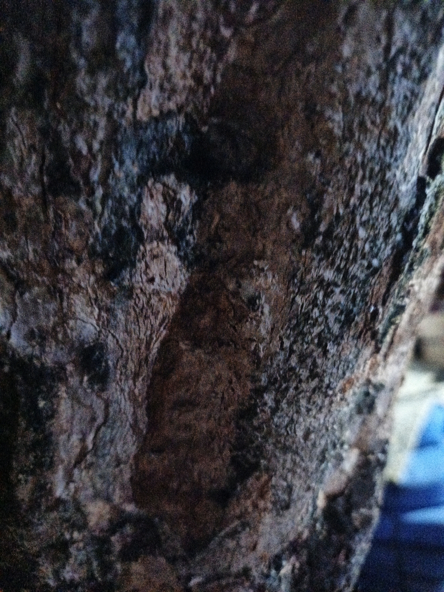 The image shows a close-up, abstract view of what appears to be tree bark. The texture is rough and irregular, with dark and lighter brown tones, and hints of blue and grey. The lighting is dim, creating shadows that emphasize the contours of the bark. There are no discernible human figures, animals, or specific landmarks visible that would indicate a location within the city of Cikal, Indonesia. The context provided is insufficient to determine the specific location.
