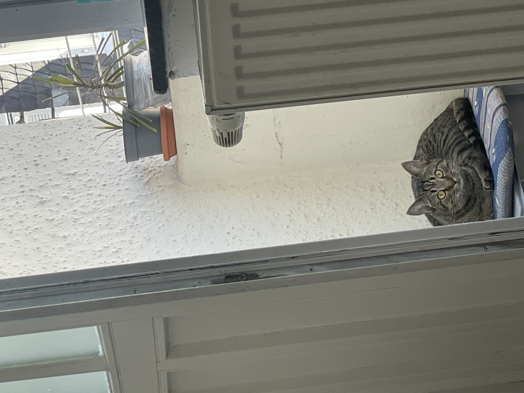 The image depicts a tabby cat with green eyes resting on a blue and white patterned cushion. The cat is positioned in the corner of a room, near a white radiator with a grey knob. To the left, a portion of a white door with vertical panels is visible. In the background, a white wall with a textured surface is present. On a ledge or shelf above the cat, there are two potted plants. The scene appears to be an indoor space. The context regarding Solingen, Germany, is not visually discernible from the image itself.