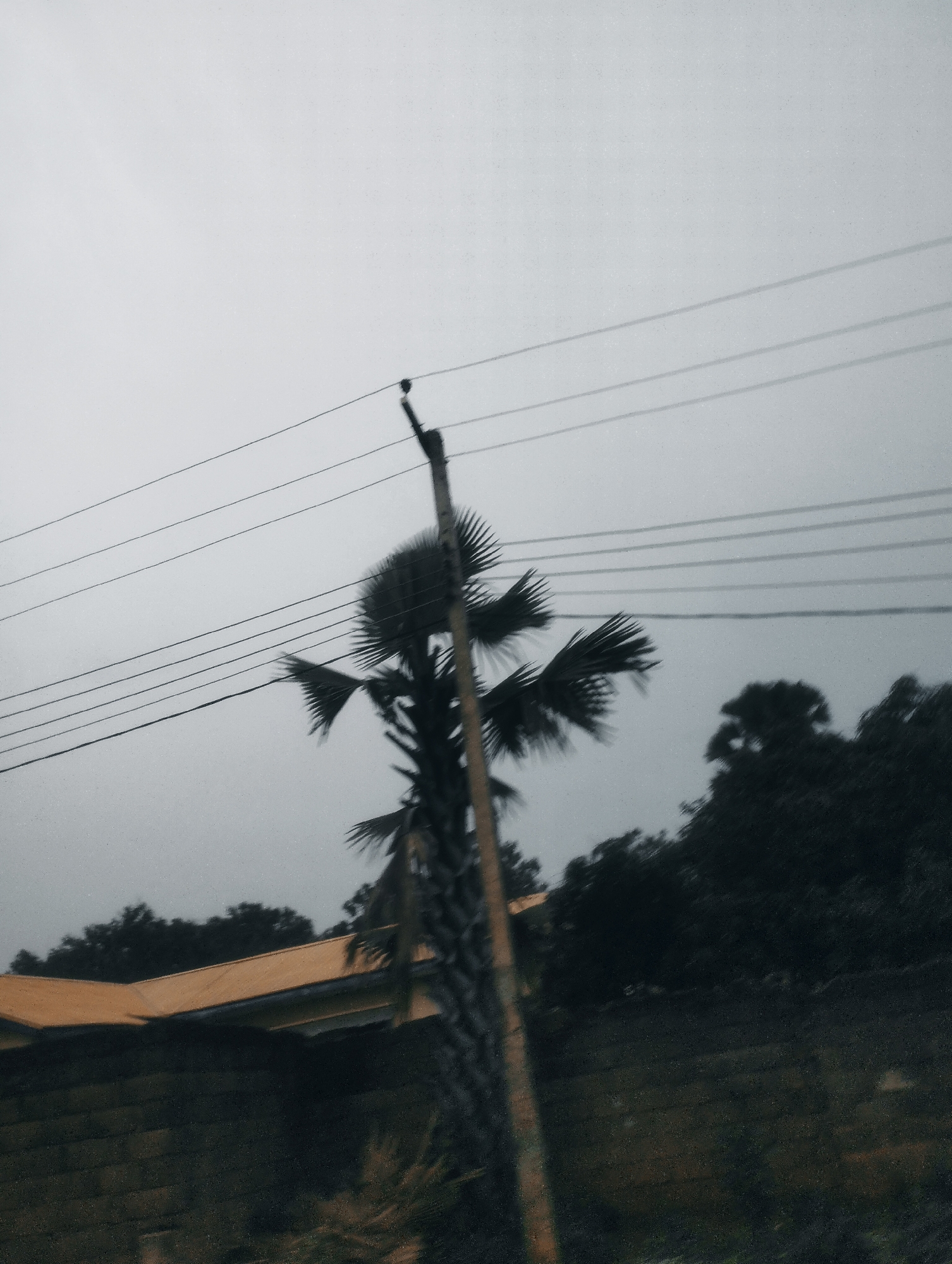 The image depicts an overcast sky with several power lines stretched horizontally across the frame. A silhouetted palm tree stands prominently in the mid-ground, its fronds fanning out. To the left of the palm tree, the yellow roof of a building is visible, partially obscured by the tree. The background features a dense line of dark trees and foliage, suggesting a natural or semi-urban environment. A utility pole is also visible next to the palm tree. The overall lighting is dim, consistent with a cloudy or possibly rainy day. The scene appears to be set in Jos, Nigeria, as indicated by the presence of palm trees and potentially the architectural style of the visible building, common in tropical and subtropical regions. The image lacks any visible people or active events.