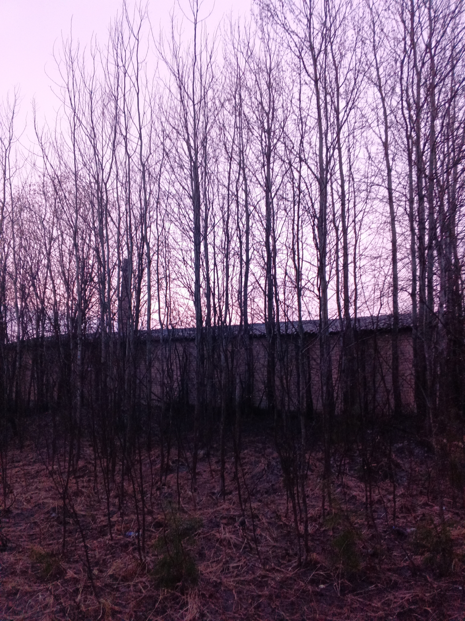 The image depicts a row of bare trees in front of a long, low building. The sky is a light purplish-pink, possibly indicating dawn or dusk. The ground is covered in dry, reddish-brown vegetation. The scene is dark and somewhat obscured, but the building appears to be a simple, rectangular structure. The image was taken in Красный Маяк, Russia. The specific location and details of actions, interactions, and identifiable people are not determinable from this image.