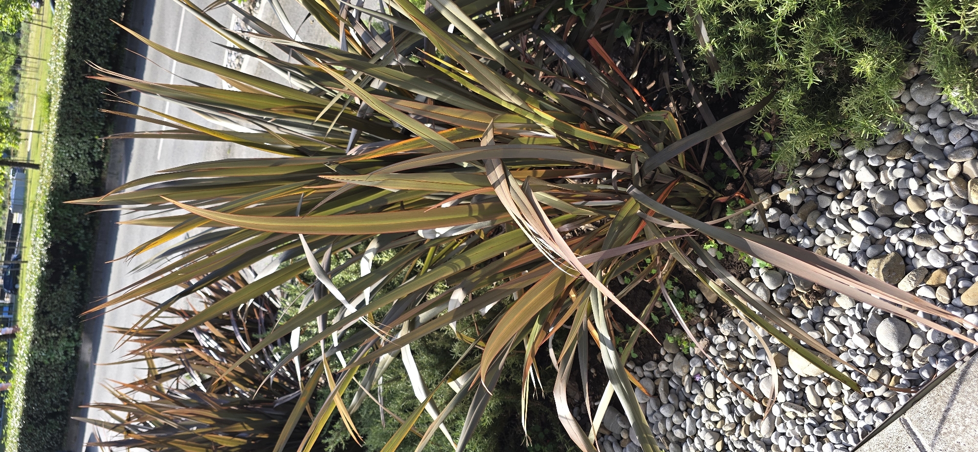 The image depicts a ground-level view of landscaping adjacent to a paved area. Primarily, there's a clump of Phormium tenax (New Zealand flax) with its characteristic long, sword-shaped leaves displaying shades of green, brown, and bronze. To the side of the flax, rosemary is growing, with a bed of small, smooth, grey and white pebbles beneath. A street is visible. This location is Podgorica, Montenegro. There are no people visible in the image.