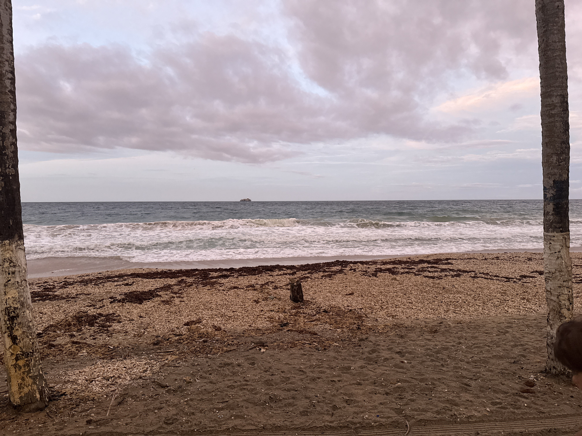 The image displays an overcast beach scene, likely in Porlamar, Venezuela, viewed between two large palm tree trunks. The left trunk is visible along the left edge, and the right trunk occupies the far right, partially obscuring the head or hair of an individual.
The foreground features a sandy beach with a distinct band of dark brown seaweed and light-colored shell fragments or small pebbles. Closer to the viewer, the sand is smoother, showing faint impressions. A short, dark wooden post or stump stands vertically in the mid-ground of the beach, centered horizontally.
Beyond the beach, the ocean stretches to the horizon with white-capped waves breaking near the shore. A small, indistinct dark shape, possibly a distant ship or island, is visible on the horizon line. The sky is predominantly cloudy with varying shades of light grey and subtle pinkish-purple hues, suggesting either dawn or dusk. No specific activity is depicted, and the scene conveys a calm, natural atmosphere. There is no visible text.