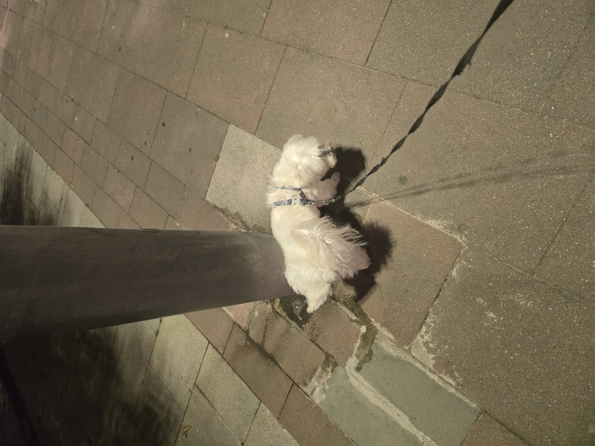 An overhead shot captures a small, fluffy white dog standing beside a dark, cylindrical pole on a paved surface at night in Cornellà De Llobregat, Spain. The dog, likely a Maltese or similar breed, has thick, white fur and is wearing a blue and white patterned harness. A dark leash extends from the harness, creating a long shadow across the ground.
The pavement consists of rectangular, reddish-brown and greyish paving stones, showing varied textures and some discoloration or marks. The scene is illuminated by artificial light, casting strong shadows from the dog and its leash, as well as a large shadow from the pole. The pole itself appears to be made of a dark material, possibly metal or concrete.
The activity suggests the dog is paused during a walk, possibly sniffing the base of the pole or simply standing still. The low light conditions indicate it is nighttime or late evening. No discernible text is visible in the image.