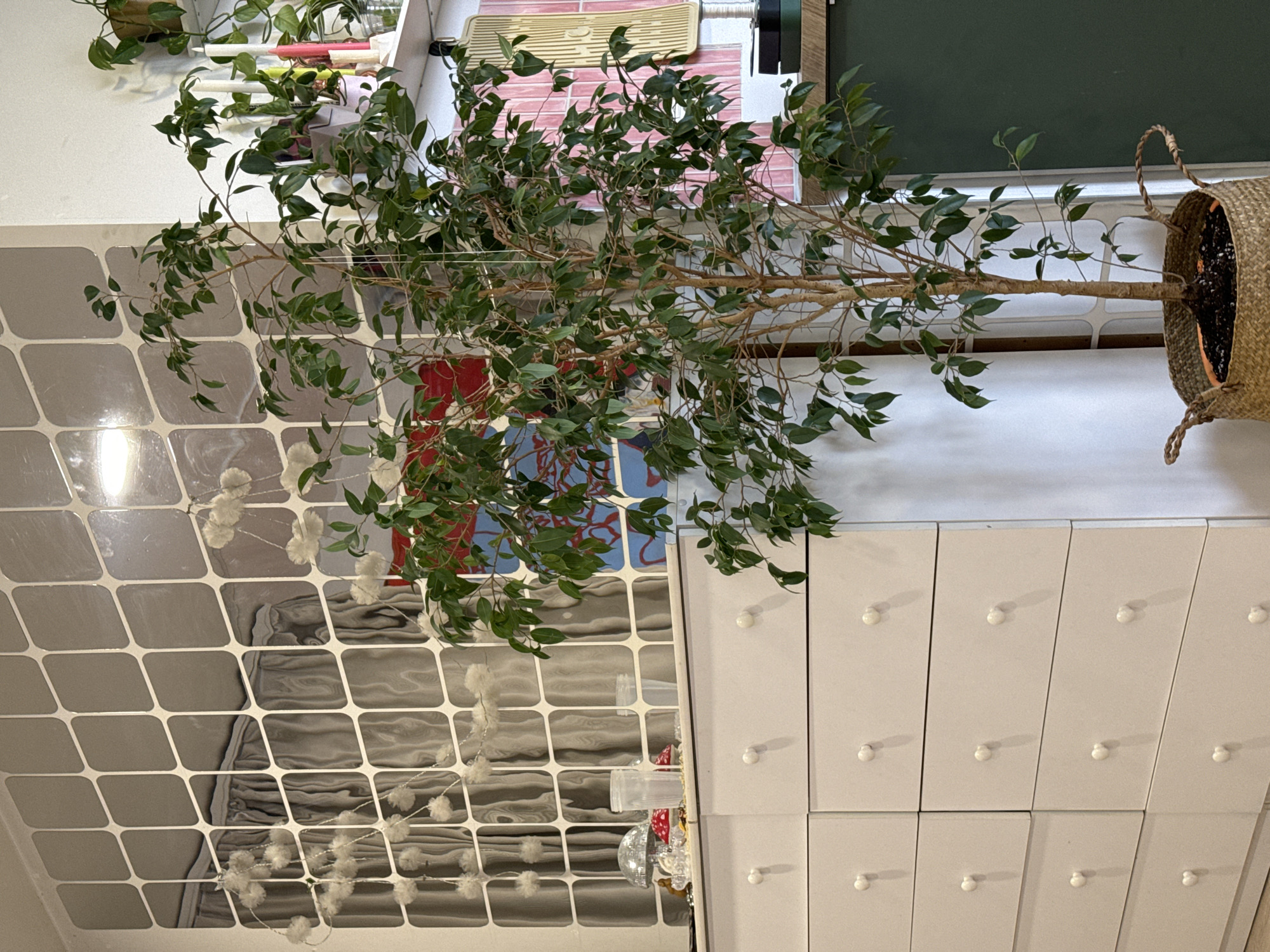 The image shows an interior setting with a focus on a houseplant. The plant, a ficus tree, sits in a woven basket. Behind the plant, there is a set of light-colored cabinets with round knobs. To the left, a mirrored wall with a geometric pattern reflects the scene, including what appears to be bedding and decorations. Other plants are visible in the background. The location is not discernible based on the provided image.
