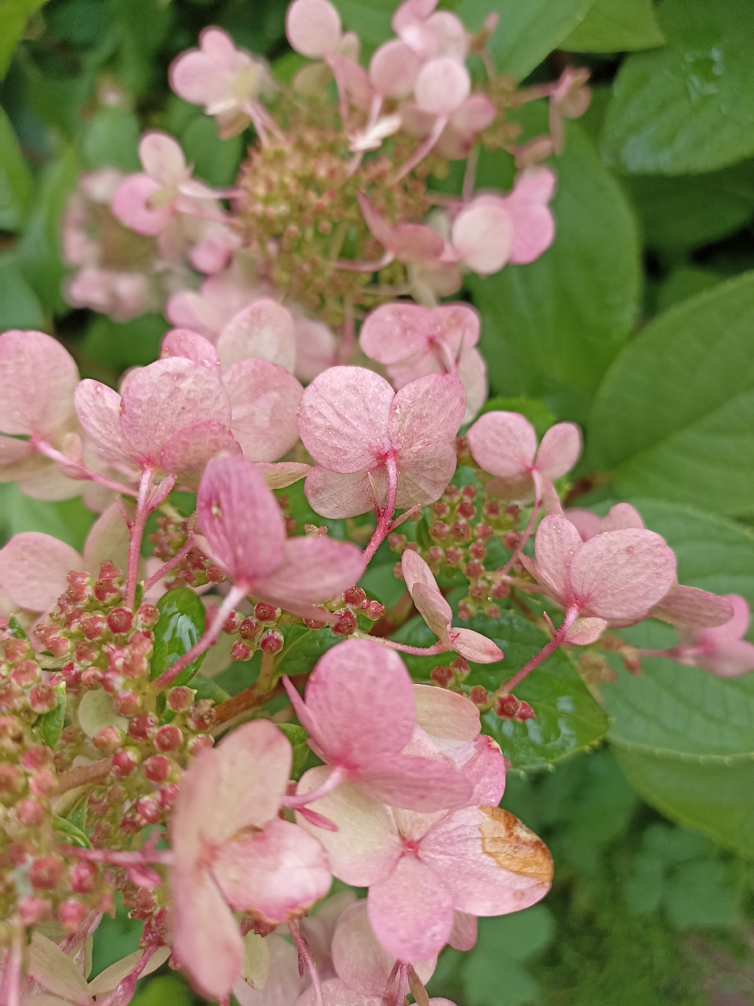 The image displays a close-up view of pale pink hydrangea flowers and their developing buds, set against a backdrop of lush green foliage. Some of the flower petals show subtle browning at their edges, suggesting the flowers are past their peak. The leaves are slightly wet, possibly from recent rain. The scene is likely outdoors in a garden or park setting. There are no people or specific landmarks visible to indicate a location within Mochische, Russia.