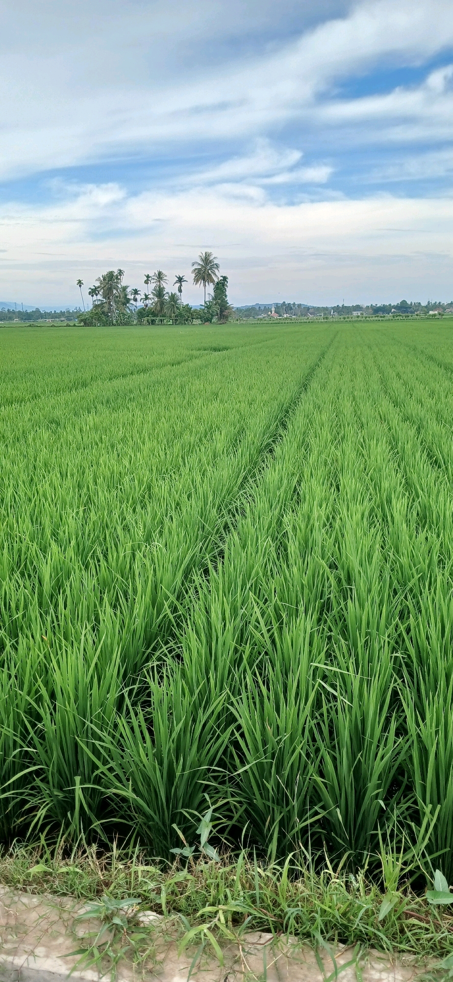 An outdoor, vertical, eye-level, full shot shows a lush green rice paddy field under a partly cloudy sky. The field extends into the distance, with rows of rice plants creating a textured, undulating surface. A pathway is visible cutting through the field. In the mid-ground, a cluster of palm trees and other foliage stands out against the greenery. Beyond the trees, a few distant buildings and structures are faintly visible, suggesting a rural or semi-rural setting. The foreground features a strip of shorter grass and what appears to be a concrete or stone embankment. The overall impression is one of natural beauty and agricultural landscape.