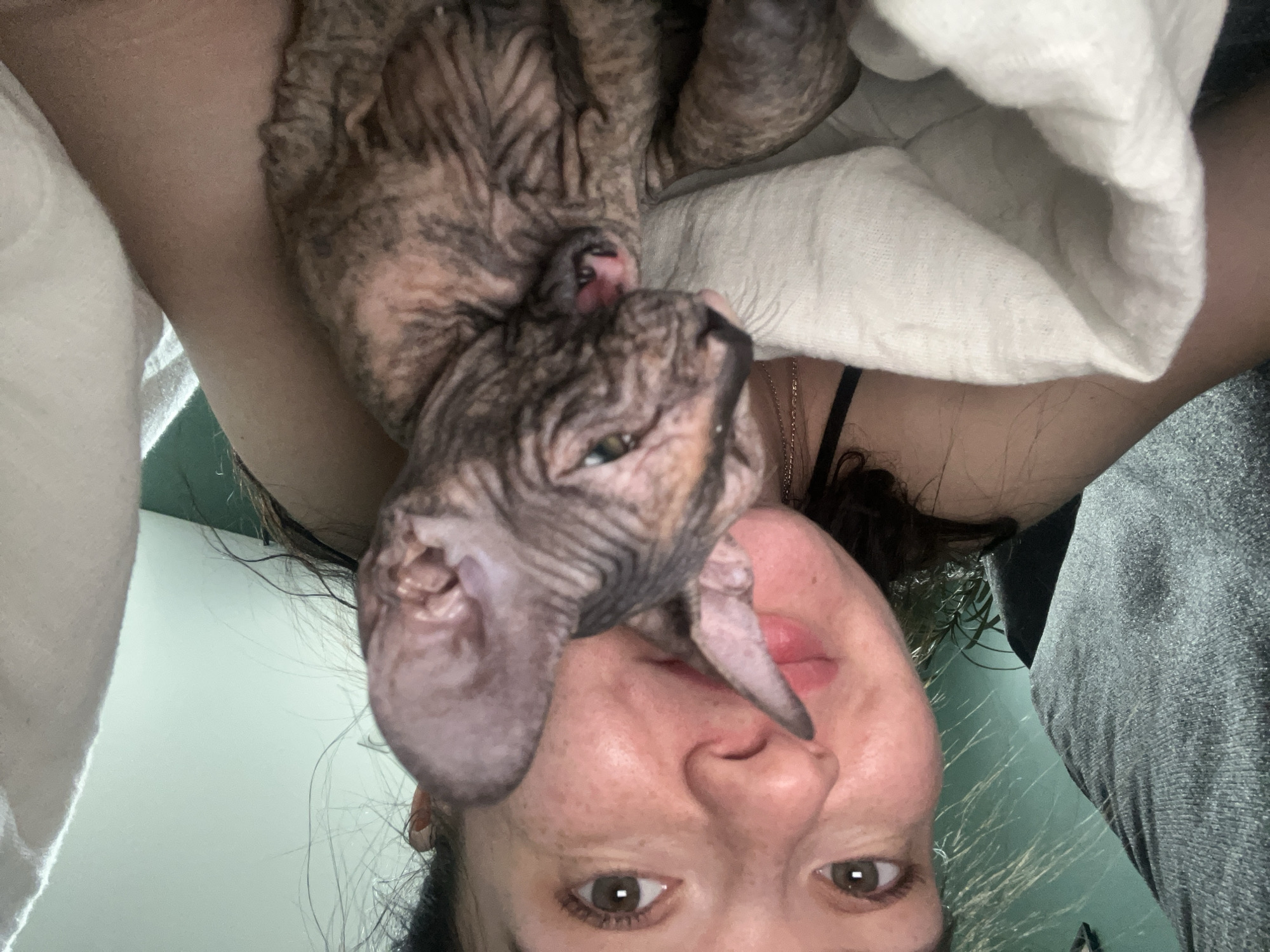 A close-up, inverted photograph captures a person and a Sphynx cat in an intimate indoor setting. The person, with dark hair pulled back and brown eyes, is lying down and looking directly into the camera. Their face is framed by a white pillow or blanket on the left, and a dark strap of clothing and a delicate chain necklace are visible on their neck and chest.
Resting upside down on the person's upper chest and shoulder is a hairless Sphynx cat, distinguishable by its wrinkled, mottled brown and grey skin and large ears. The cat's head is positioned near the person's chin and neck, and its greenish eyes are looking slightly off-camera. The unusual orientation suggests the photo was taken from above while both subjects were reclining, creating a unique perspective. The scene evokes a feeling of companionship and comfort. The setting appears to be a cozy indoor space, possibly a bedroom, indicated by the bedding. No specific time of day, weather, or discernible location cues within the image itself are present, apart from the general context of being indoors. There is no visible text.