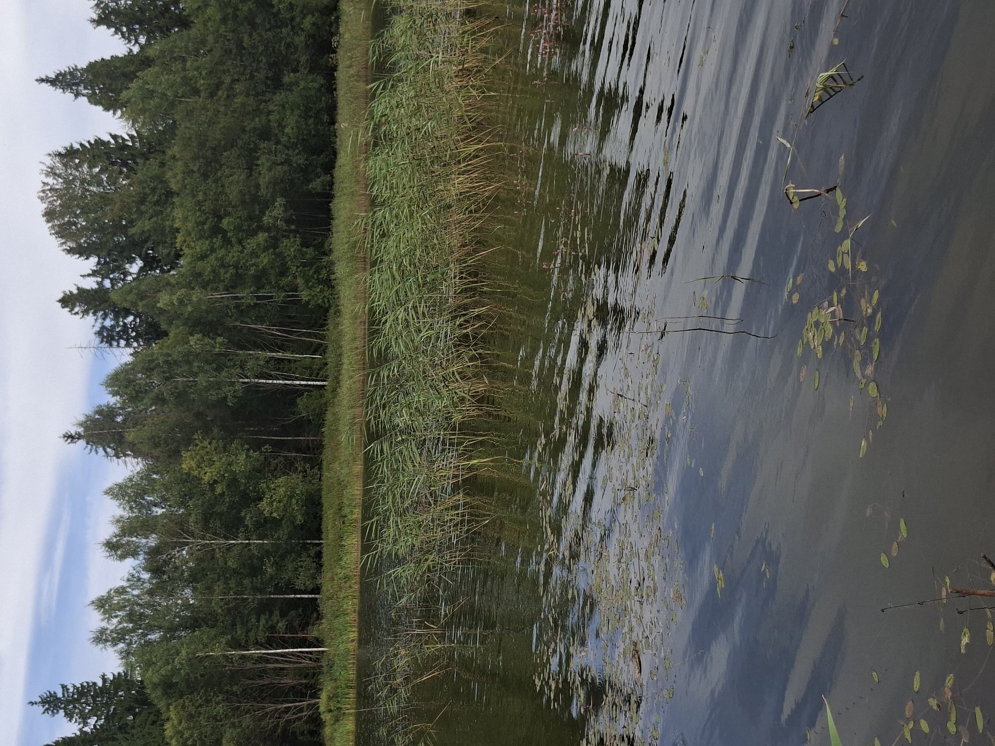 The image depicts a tranquil natural scene at a lake in Таўкачоўскі сельскі Савет, Belarus. The foreground is dominated by dark, rippling water, dotted with scattered lily pads and reeds. In the mid-ground, a dense line of tall green reeds grows along the shoreline, their stalks swaying gently in the breeze. Beyond the reeds, a lush forest forms the background, characterized by a mixture of deciduous and coniferous trees. The sky above is a pale blue with a few wispy white clouds. The overall impression is one of a calm and unspoiled natural landscape.