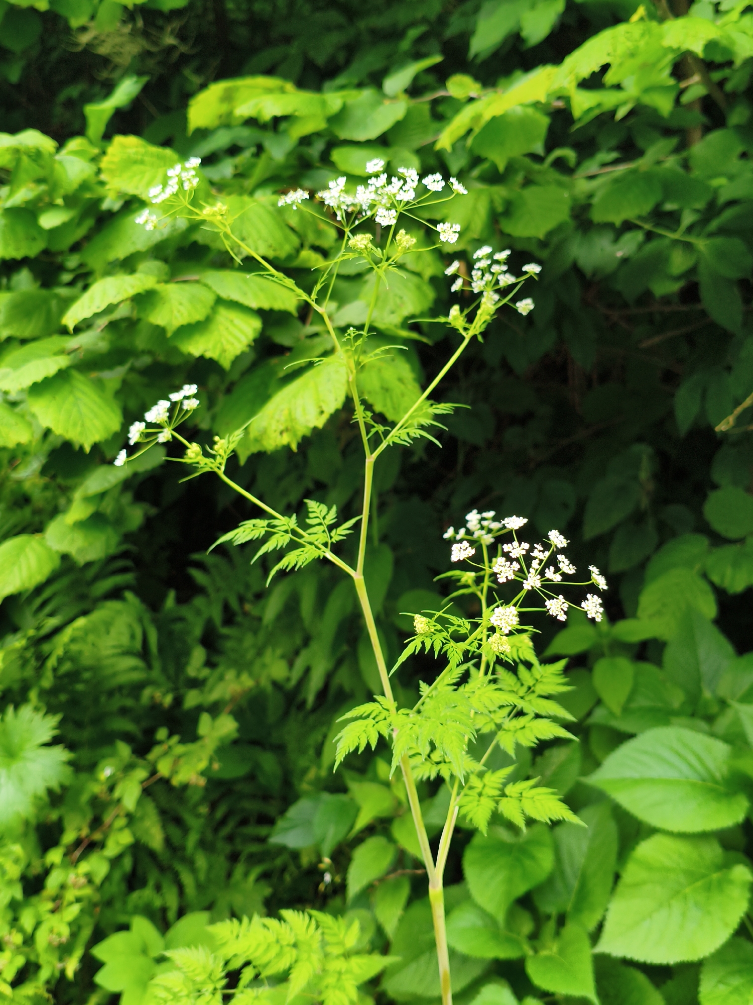 An outdoor medium shot captures a flowering plant with delicate white blossoms against a backdrop of lush green foliage. The plant's stem is visible, and its leaves are finely serrated. The surrounding vegetation appears dense and varied, suggesting a natural or garden setting. The lighting indicates daylight. The image does not depict any individuals, actions, or interactions. The location is identified as Gusyra, Russia.