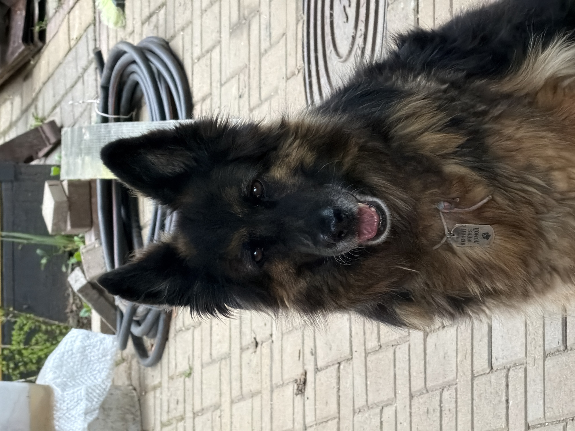 A close-up, medium shot captures a black and brown long-haired dog lying on its side on a brick-paved surface. The dog is looking directly at the camera with its mouth slightly open, revealing its tongue. It wears a metallic tag around its neck. Behind the dog, there is a coiled black hose resting against a wooden structure and the brick wall. The location is possibly a backyard or patio. There are no identifiable features to confirm the location as Zimyonki, Russia.