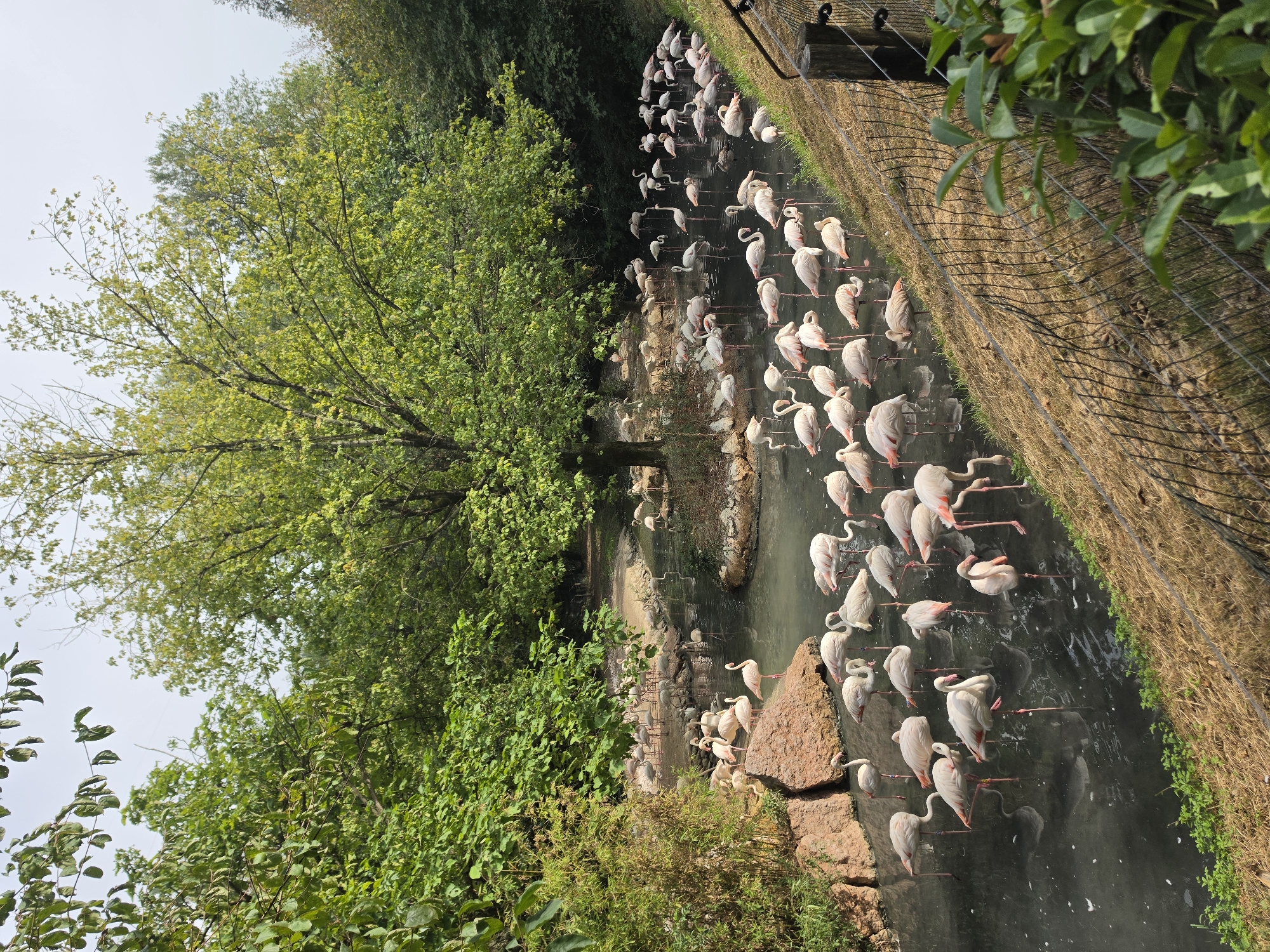 This image depicts a flock of flamingos gathered in a shallow body of water, surrounded by lush greenery and trees. The flamingos, predominantly pink and white, are in various states of activity, some standing, some wading, and others appearing to rest. The water has a murky appearance, with some debris visible on its surface. The environment suggests a natural or semi-natural habitat, possibly an enclosure within a zoo or a wildlife park. The foreground features a dry, grassy embankment with a wire fence, and some green foliage on the right side. The background is dominated by dense foliage and trees under a bright, overcast sky. This scene is located at the Parco Natura Viva in Bussolengo, Italy, a zoological park dedicated to conservation and education.