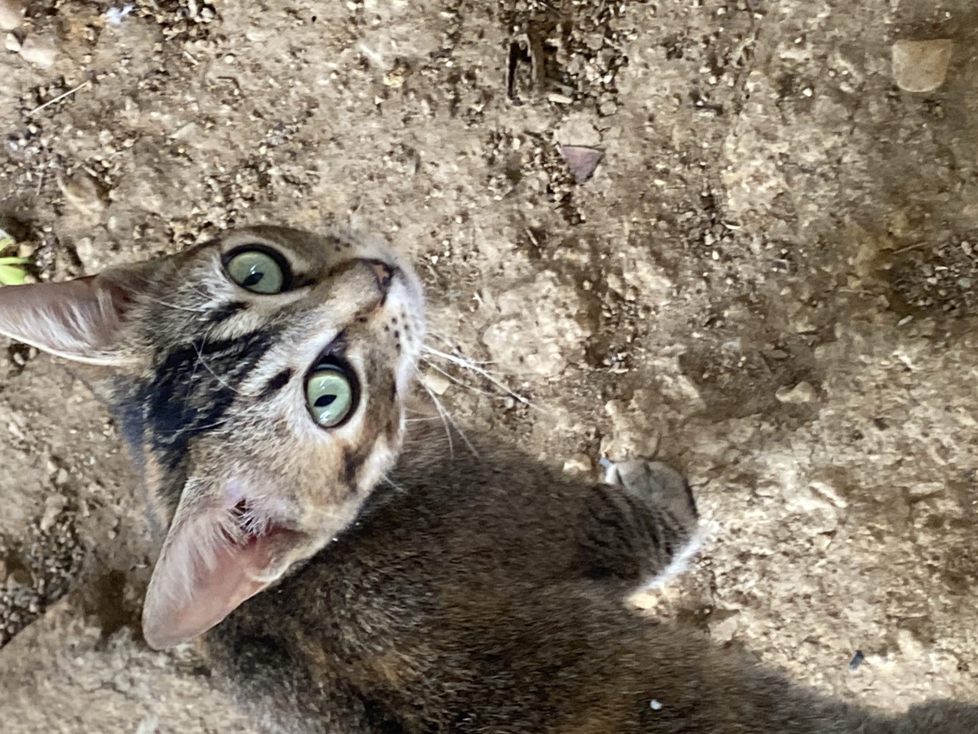 A close-up, high-angle photograph shows a cat lying on the ground. The cat is a tabby with green eyes. It is looking up at the camera. The ground is made up of dirt, rocks, and small debris. The location is not specified.