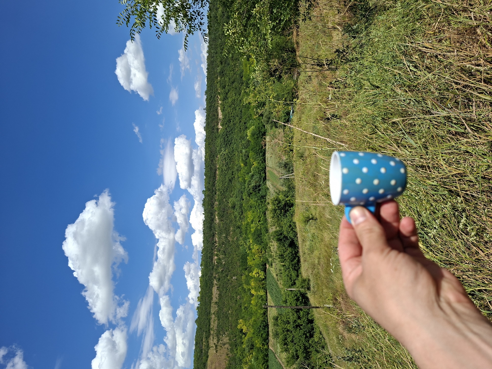 In Goian, Moldova, a close-up shot captures a hand holding a blue and white polka-dotted mug against a backdrop of rolling green hills under a bright blue sky dotted with fluffy white clouds. The foreground is dominated by tall, dry grass, suggesting a natural or rural setting. The mug, held by a person's thumb and index finger, is positioned towards the right side of the frame. In the mid-ground, the landscape transitions to a dense forest covering the slopes of the hills, with patches of lighter green foliage indicating different tree species or agricultural fields. A single wooden utility pole stands in the middle of the field. The overall scene depicts a serene, outdoor moment.