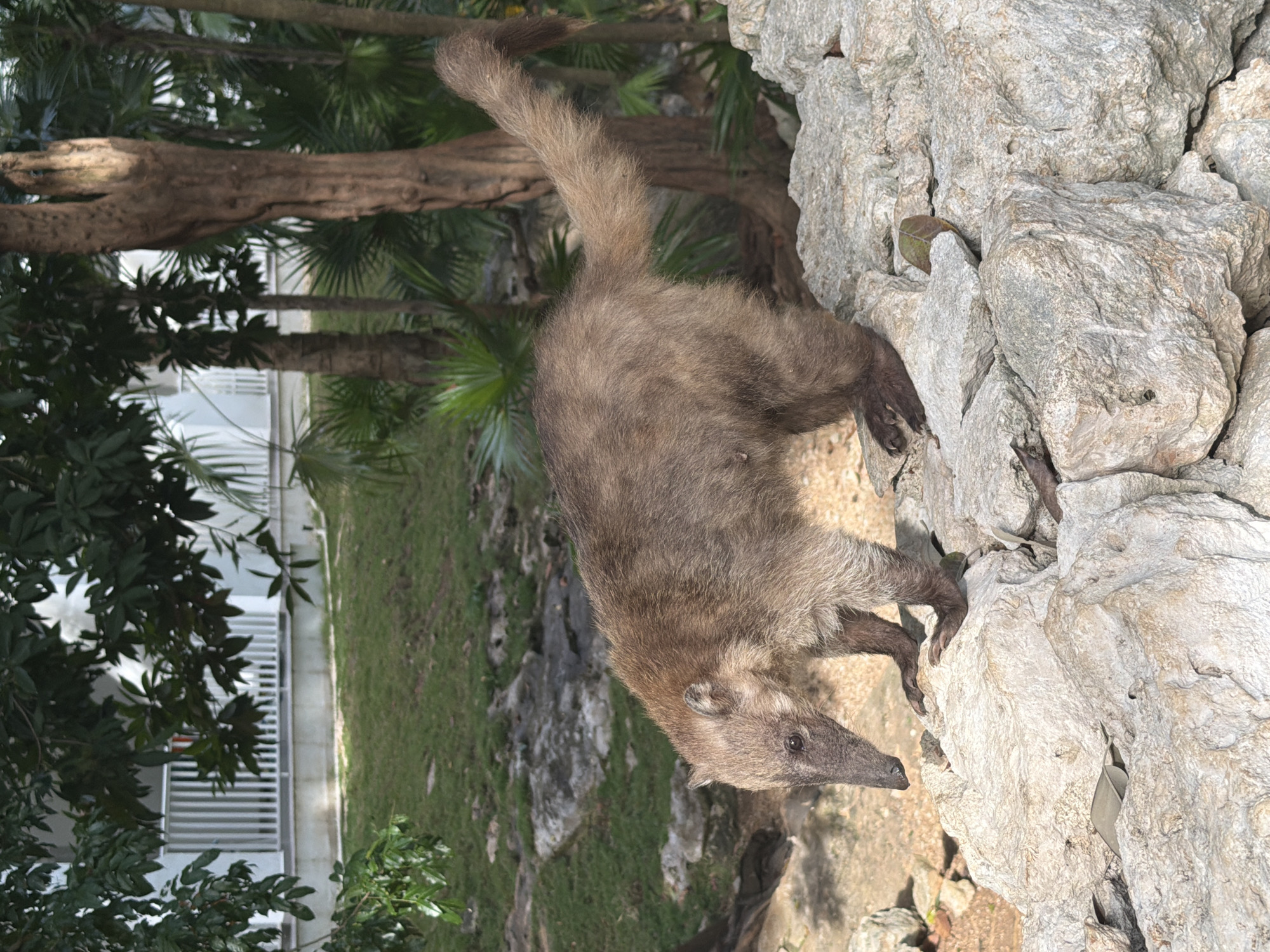 The image shows a coatimundi climbing on a rocky surface, possibly an artificial rock structure. The coatimundi has a long snout, brown fur, and a long, banded tail held upright. The background shows a tropical environment, including trees and vegetation, and what appears to be a white building or structure with horizontal railings.
The location is inferred to be Playa del Carmen, Mexico, given the environment and animal.