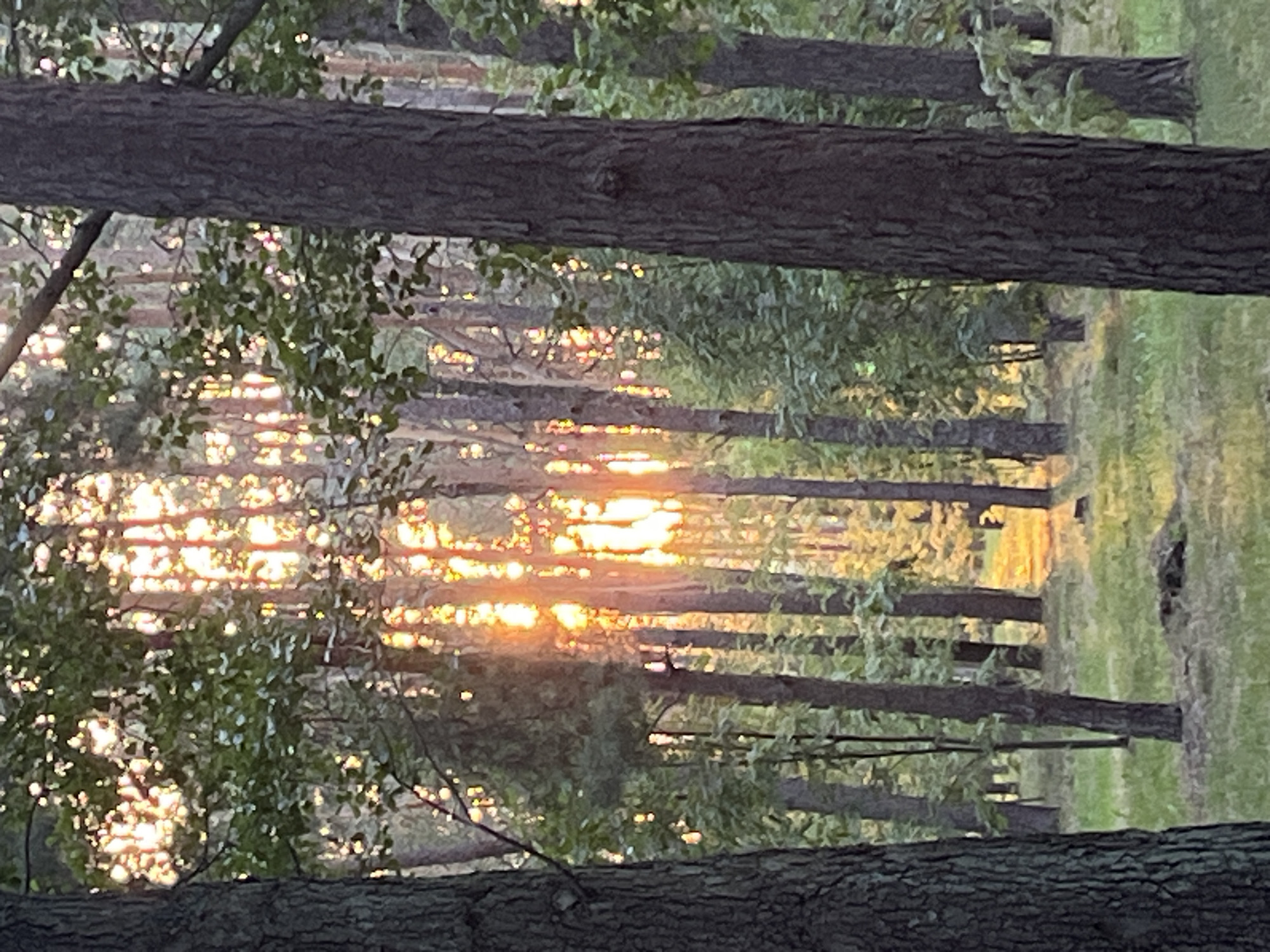 This is a full, eye-level, vertical shot of a forest at dusk. The sun is setting, casting a warm glow through the trees. Sunlight filters through the leaves and trunks of the trees, creating a dappled effect on the forest floor. The ground is covered in grass and some fallen leaves. The trees are tall and thin, with rough bark. There are no people or animals visible in the image. The scene is peaceful and serene, evoking a sense of nature and tranquility. The image was taken in Brest, Belarus.