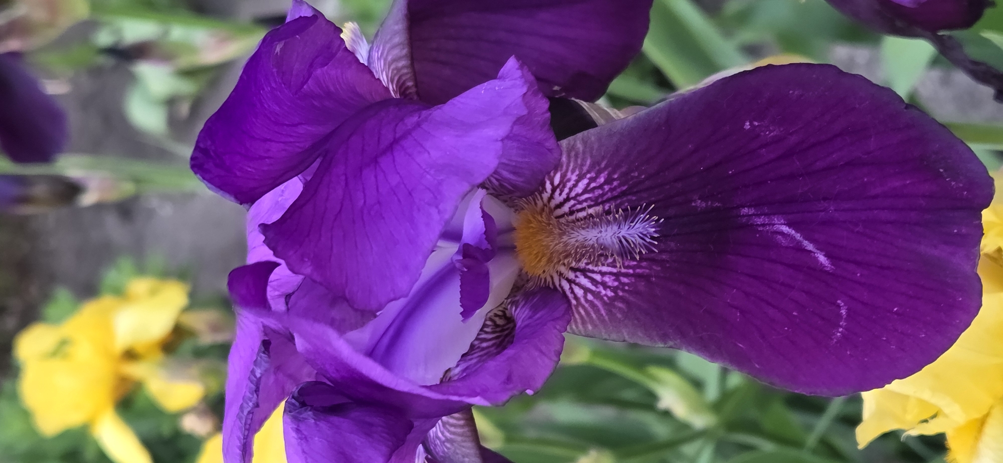 A close-up, vertically oriented photograph captures a vibrant, deep purple iris flower with blurred elements in the background and foreground. The main subject, the iris, dominates the frame, showcasing its intricate structure and rich coloration.
The flower features large, velvety petals. The upper petals, known as standards, are a slightly brighter, more luminous purple, while the lower petals, or falls, are a darker, richer shade of purple. A prominent feature is the "beard" or signal at the throat of the fall petals. This is a fuzzy, yellowish-orange patch adorned with delicate, light purple or white spiky filaments. Radiating outwards from this beard are distinctive white and light purple striations or venation, creating a beautiful pattern against the darker purple of the falls. The petals exhibit fine veins and some subtle textural variations, visible upon closer inspection.
In the background, out-of-focus green foliage and blurred patches of bright yellow flowers are discernible, suggesting a garden or natural setting. Similar blurred yellow flowers are also visible in the foreground, indicating the presence of other blooms. The lighting appears natural, illuminating the flower and highlighting the glossy texture of its petals. The shallow depth of field keeps the iris in sharp focus, while the surrounding elements are softly blurred, drawing attention to the flower's delicate details. There is no visible text in the image.