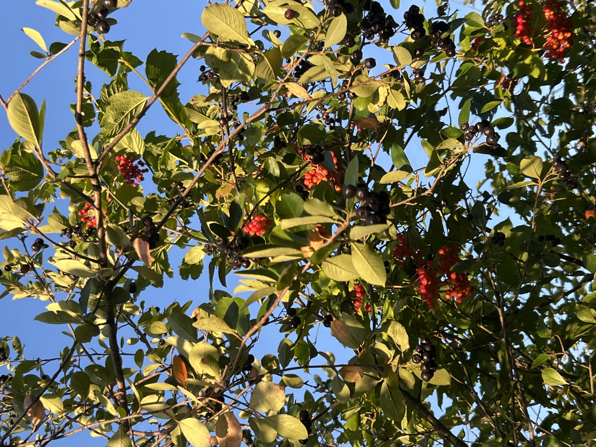 The image shows a close-up view of branches on a tree laden with dark berries and clusters of red berries, against a clear blue sky. Green leaves are interspersed throughout the branches, some appearing tinged with yellow or orange, suggesting an autumn season. The berries are small and round. The tree is outdoors, likely in a natural setting. The photograph does not contain any people or specific identifiable landmarks to indicate a precise location within Strakhovo (Sitnikovskii S/S), Russia, other than it is a natural outdoor scene.