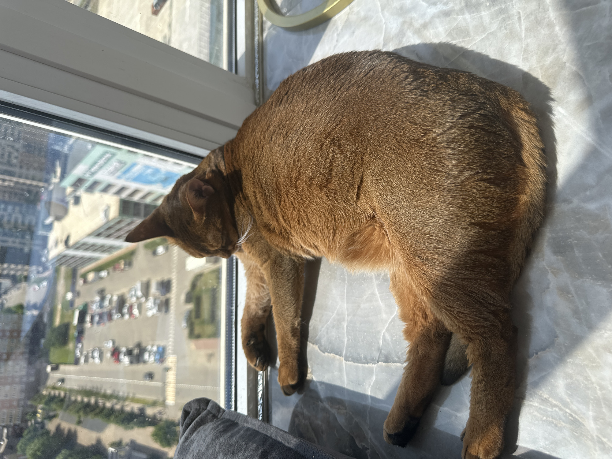 A ginger cat is resting on a marble windowsill, looking out at a street with parked cars and apartment buildings. The scene appears to be in a city, possibly Krasnodar, Russia, given the architectural style of the buildings and the presence of trees lining the street. The cat's fur is short and reddish-brown, and it is lying on its side with its paws extended. The sun is shining through the window, casting shadows on the floor. A gray cushion is visible to the left of the cat. The overall atmosphere is peaceful and domestic.