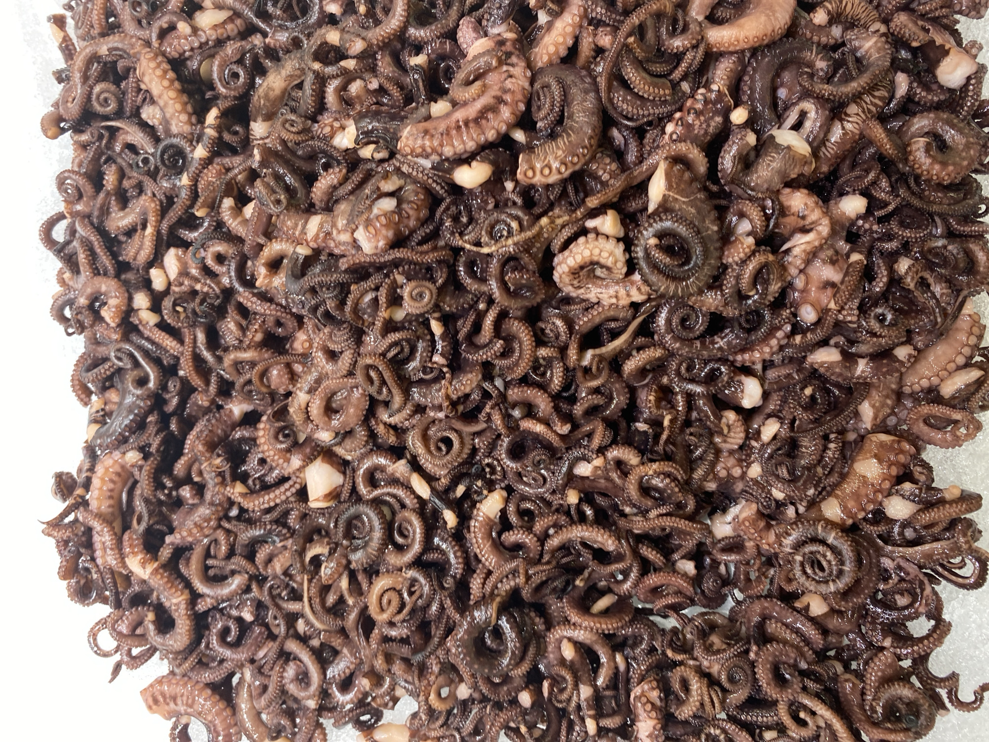 The image shows a large pile of small, cooked octopuses. The octopuses are dark brown with visible suckers on their tentacles. They are piled high, filling the frame from edge to edge. There is no discernible background, suggesting the image was taken in a market stall or a display area for seafood. The lighting is bright, highlighting the texture and detail of the octopuses. There are no people or any other objects visible in the image. The scene is a straightforward depiction of a food item. The provided context about Banda Aceh, Indonesia, is not visually supported by the image itself.