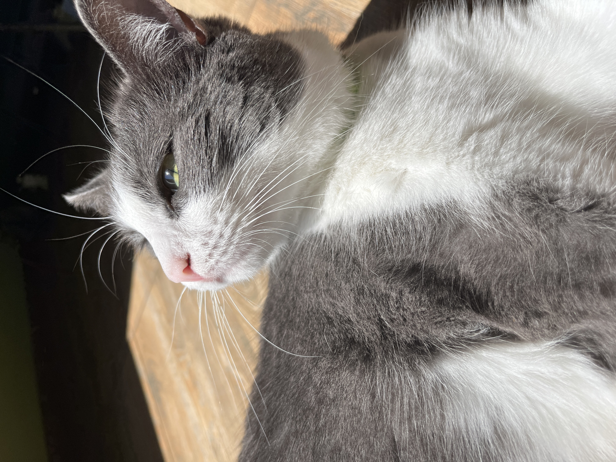 The image shows a close-up, eye-level, outdoor shot of a grey and white cat lying on a wooden floor. The cat is looking to its left, with its head tilted slightly upwards. Sunlight is streaming in from the left, casting shadows on the floor and illuminating the cat's fur and face. The background is dark and out of focus. The cat is wearing a light green collar. The scene is likely located in a domestic setting in Ureki, Georgia, a city known for its beaches and pet-friendly atmosphere.