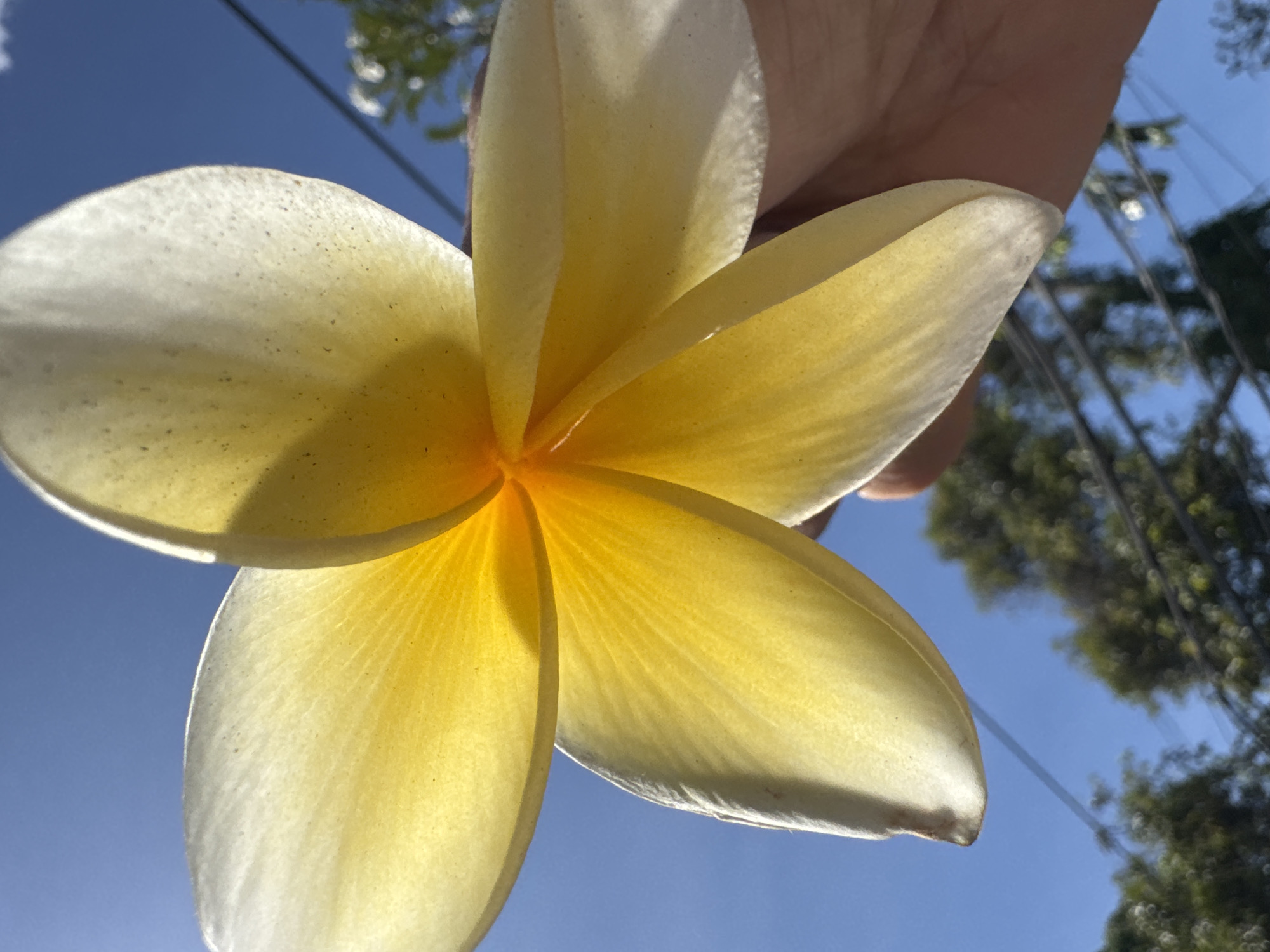 A person holds a white and yellow plumeria flower against a blue sky. Trees and power lines are visible in the background. The location is likely Kuta Selatan, Indonesia.