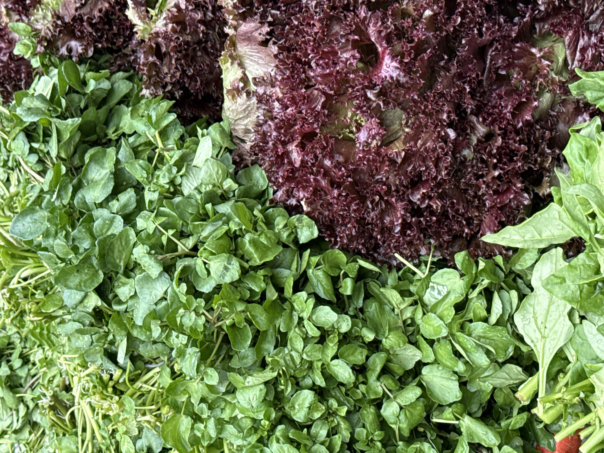 This is a close-up, overhead shot of a vibrant display of fresh produce, likely at a market or grocery store in Nilópolis, Brazil. The image is dominated by two main types of leafy greens. On the left side, there's a dense pile of bright green watercress, its small, round leaves glistening with water droplets, indicating freshness. Interspersed with the watercress are some stems and lighter green sprouts. To the right, a contrasting section of deep red, frilly lettuce, possibly red oakleaf or red coral lettuce, is visible. The lettuce leaves are intricately curled and layered, with varying shades of burgundy and hints of lighter green and white towards their bases. At the very bottom of the frame, a layer of spinach or another dark green leafy vegetable can be seen, with larger, flatter leaves. The lighting is even, highlighting the textures and colors of the produce, and there are no people or any other discernible objects or activities in the frame. The scene is clean and well-lit, suggesting a fresh produce section.