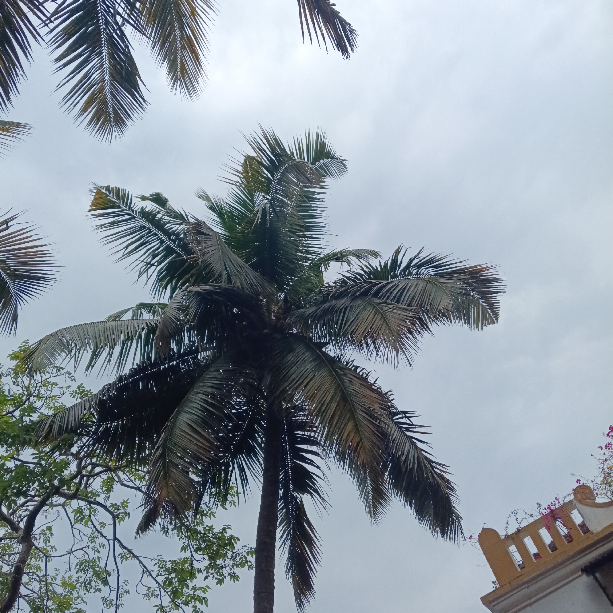 The image depicts a low-angle view of coconut palm trees in Anjuna, India, against a cloudy sky. A building with a yellow balcony and blooming pink bougainvillea flowers is visible in the lower right corner. A deciduous tree with bare branches and sparse green leaves is partially visible in the lower left corner.