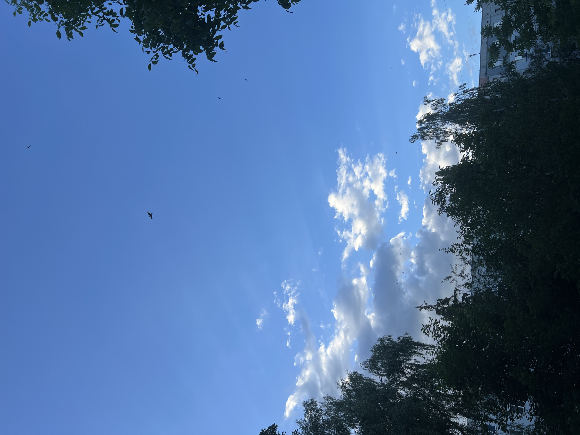 The image shows a clear blue sky with scattered white clouds. Several birds are visible in flight against the sky. In the foreground, the tops of dark green trees are silhouetted against the sky, and the upper floors of a building are visible behind the trees on the right side of the image. The scene appears to be an outdoor urban environment.