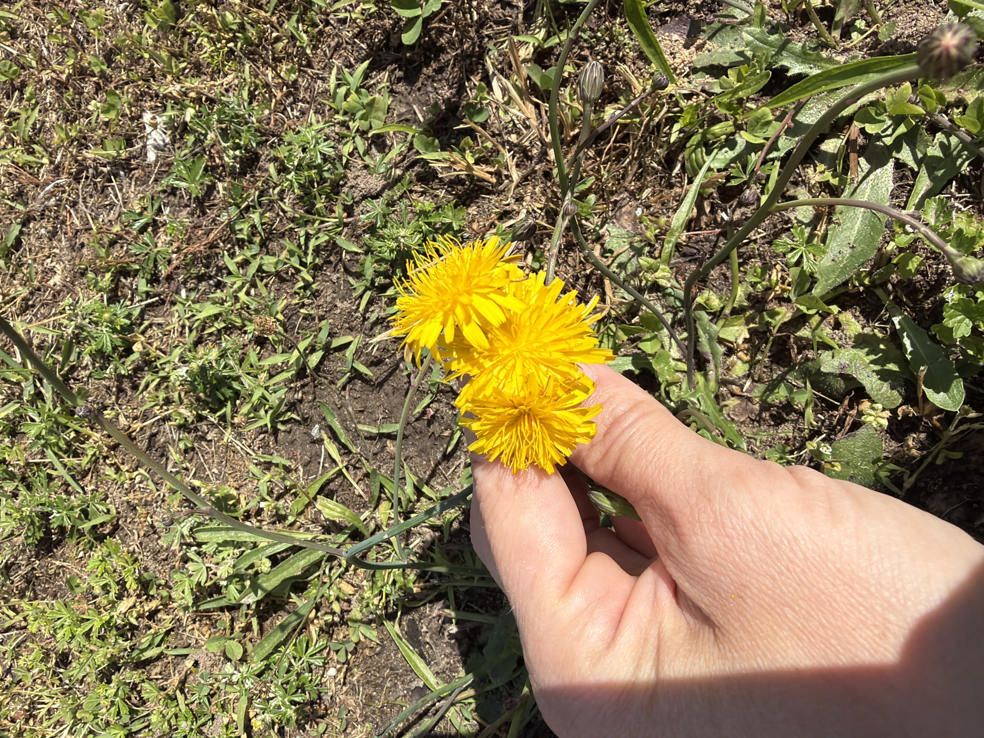 A person's hand is holding a cluster of three yellow dandelions, with two in full bloom and one partially open bud. The hand is positioned in the lower left quadrant of the image. The dandelions are held against a background of dry soil and sparse green vegetation, suggesting an outdoor environment in Ulbroka, Latvia. The sunlight casts a shadow of the hand onto the ground. Several unopened dandelion buds are visible in the surrounding grass.