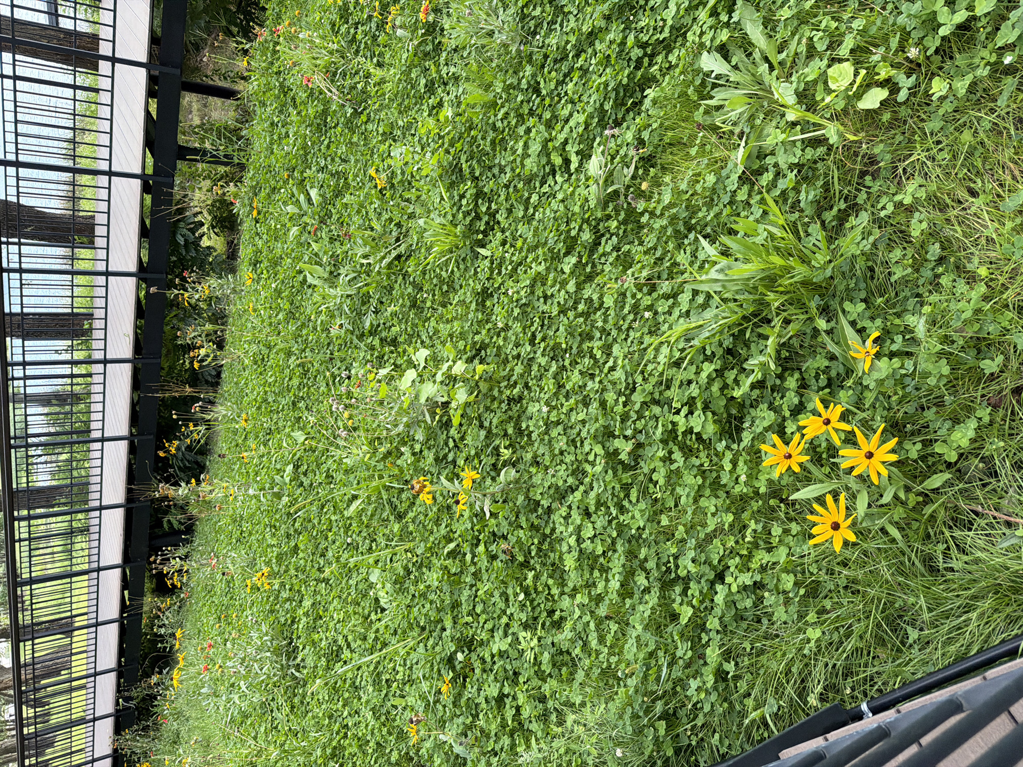 The image shows a dense carpet of green clover with scattered yellow wildflowers and some taller grasses. In the background, a raised wooden walkway with a black metal railing runs horizontally across the frame. The walkway appears to be elevated over the natural ground cover. Trees are visible behind the walkway. The overall impression is of a naturalized area within a park or recreational space. This scene is located in Vyshhorod, Ukraine, along the embankment of the Kyiv Reservoir, likely in the vicinity of the Vyshhorod embankment park or a similar recreational area. No people are present in the image.