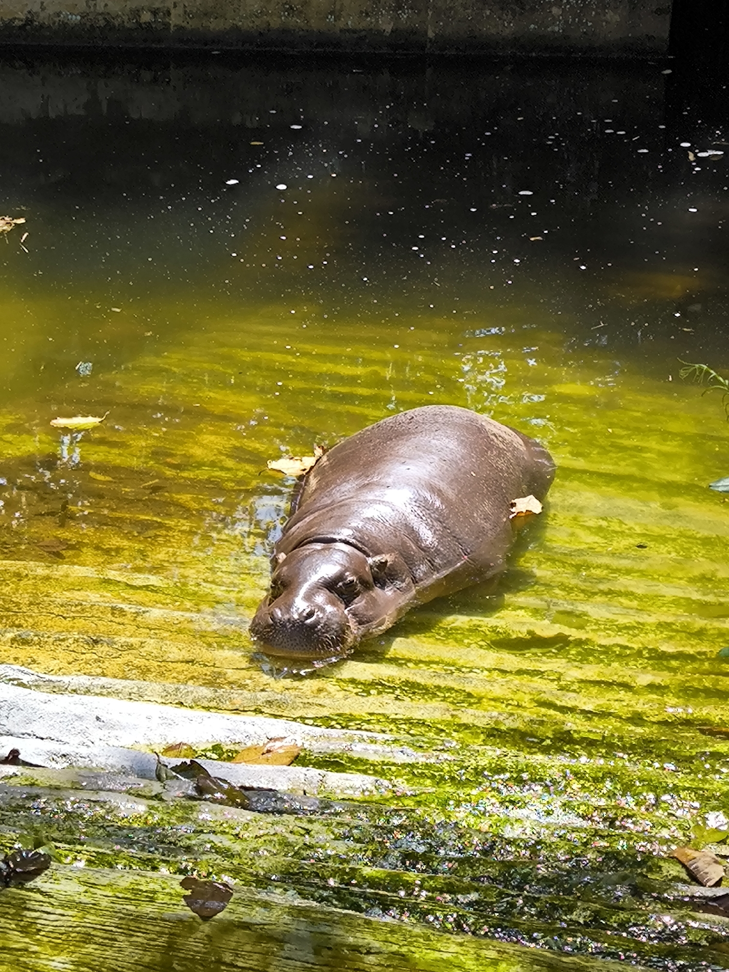 A large, brown hippopotamus is partially submerged in murky, greenish-yellow water, its head and a portion of its back visible. The hippopotamus is positioned in the center of the frame, facing towards the viewer with its eyes and nostrils just above the water's surface. The water is shallow in some areas, revealing a textured, algae-covered bottom. Several dried leaves float on the water's surface. The background consists of dark, rippling water with small white flecks, possibly bubbles or light reflections, and a darker, solid structure at the very top, suggesting a man-made enclosure or wall. The foreground shows a rocky, moss-covered edge of the enclosure. The image is taken from a slightly elevated, frontal perspective. The location is identified as the Bali Zoo in Blahbatuh, Indonesia.