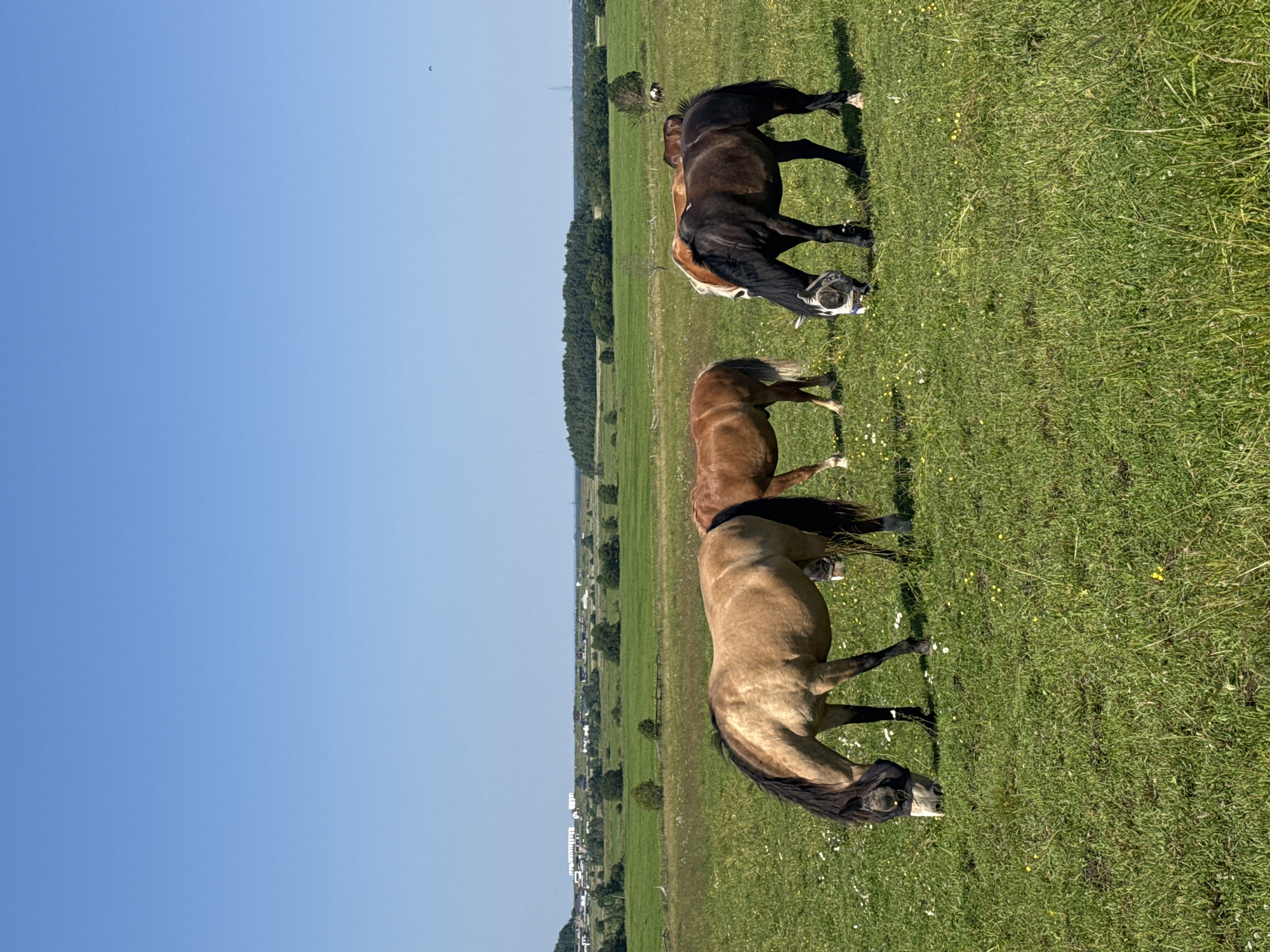 A sunny day in Kaporskoe, Russia, showcases a picturesque rural landscape. In the foreground, a grassy field dotted with small white and yellow wildflowers is occupied by four horses grazing peacefully. One horse, light brown with a black mane and tail, is positioned on the left, wearing a black fly mask. To its right, a chestnut horse is partially visible, also grazing. Another chestnut horse stands in the middle ground, facing left. On the far right, a dark brown horse with a white blaze on its face and wearing a white fly mask grazes. In the distance, a dense line of green trees forms the horizon, with a village of white buildings nestled behind them. Beyond the trees, a bright blue sky stretches across the scene, with a single bird visible in flight. The overall impression is one of serene rural life under a clear, expansive sky.