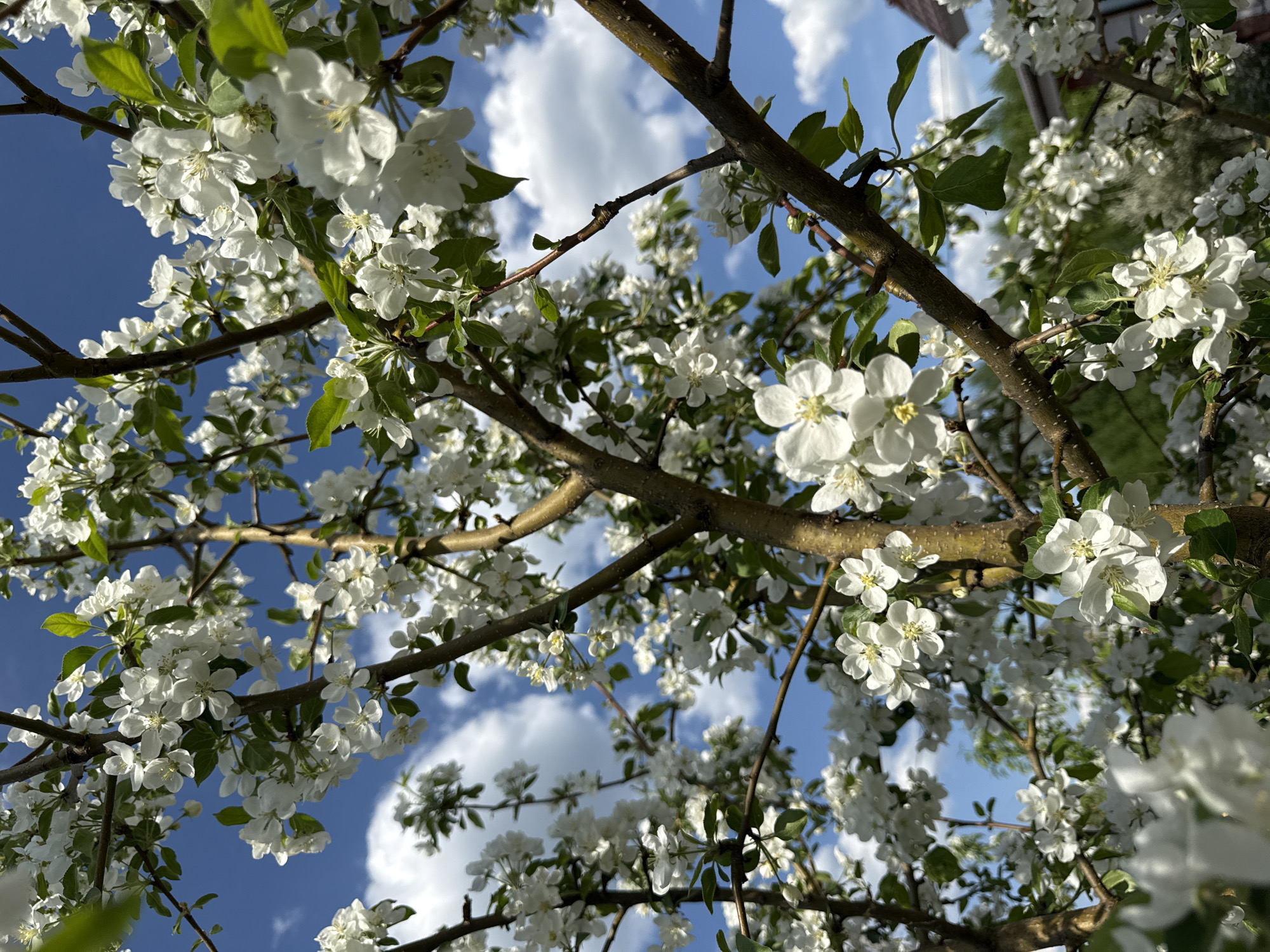 The image shows a tree blooming with white flowers against a blue sky with white clouds. The tree branches are visible, with green leaves interspersed among the flowers. The location cannot be determined from the image.