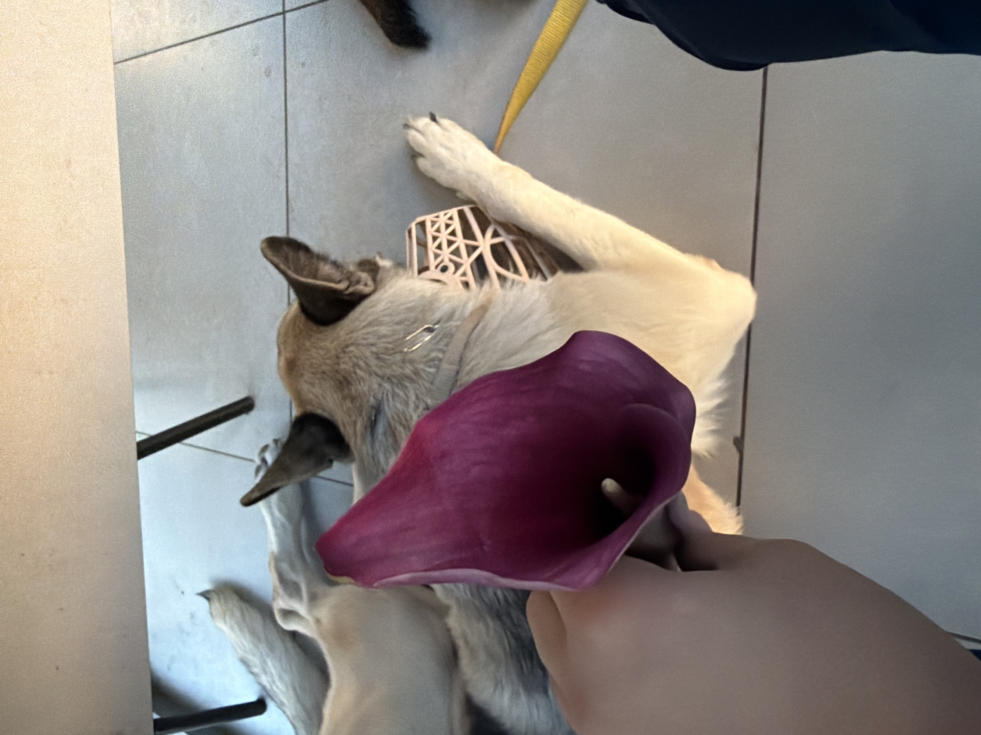 This media file captures a close-up of a dog, a German Shepherd mix, lying on a tiled floor. The dog is wearing a light pink, basket-style muzzle. A person's hand is visible in the foreground, holding a deep purple calla lily, which partially obscures the dog's face. The dog appears to be light brown and tan, with its ears perked up. A yellow leash is also visible, draped over the dog's back. The setting appears to be indoors, with light gray tiled flooring. The lighting suggests it could be daytime, with natural light illuminating the scene. There are no discernible emotions conveyed by the dog due to the muzzle. The overall scene is static, with the dog in a resting or lying position. No visible text is present in the image. The location context is Rostov-on-Don, Russia.