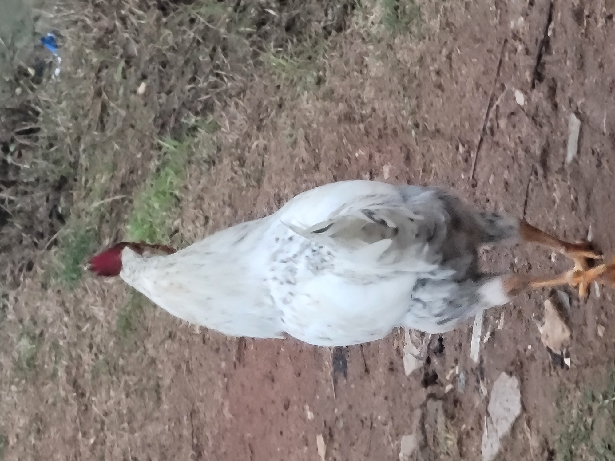 A white rooster with a red comb is walking away from the camera on a dirt path in Barakin Akawo, Nigeria. The ground is covered in dry grass and some rocks. In the background, there is more dry grass and some green vegetation. There are also a few small, light-colored objects scattered on the ground. A small piece of blue plastic is visible in the upper right corner of the image.