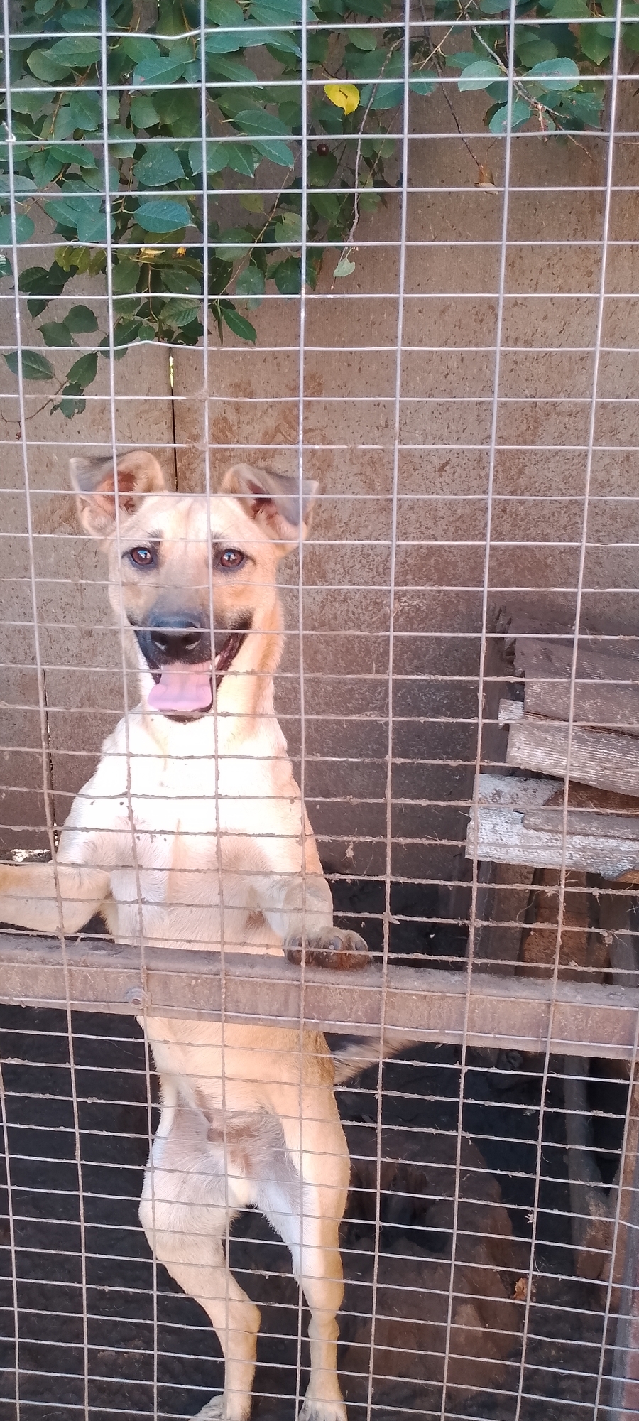 The image shows a tan-colored dog with its front paws on a metal fence, looking directly at the camera with its tongue out. The dog appears to be in an enclosure, likely an outdoor kennel, given the presence of green foliage with leaves and a dark, somewhat rough wall in the background. The fence is made of wire mesh and obscures parts of the dog and the background. The lighting suggests it is daytime, possibly late morning or afternoon, with sunlight casting shadows. The dog's posture and open mouth with tongue suggest it might be panting, possibly due to heat or exertion, or simply expressing excitement or happiness. The background wall looks like concrete or brick, and to the right, there are some wooden planks stacked, suggesting a rustic or functional setting rather than a polished one. The foliage in the upper left corner consists of green leaves on branches, some of which are in focus and others blurred, hinting at an outdoor environment. The overall impression is of an animal in an enclosure, possibly awaiting attention or interaction. There is no visible text in the image. The context provided places this scene in Belgorod, Russia.