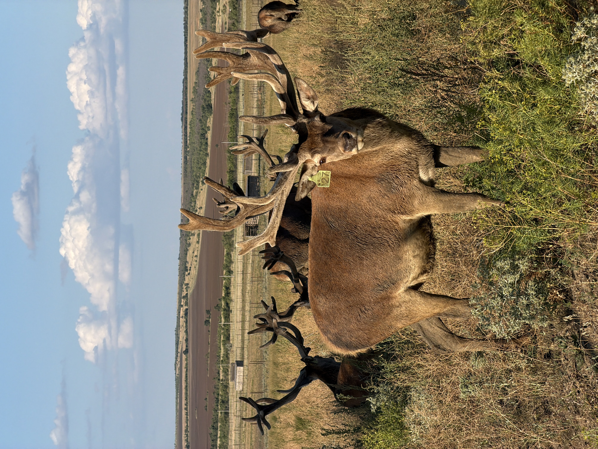 In Gornyi Balyklei, Russia, a herd of red deer, including a prominent stag in the foreground, stands in a dry grassy field under a partly cloudy blue sky. The stag, facing the camera, has large, elaborate antlers and a yellow tag labeled "27" attached to its left ear. Several other red deer are visible in the background, some with impressive antlers as well. Beyond the field, a rural landscape unfolds with cultivated fields and distant trees, demarcated by a wire fence.
