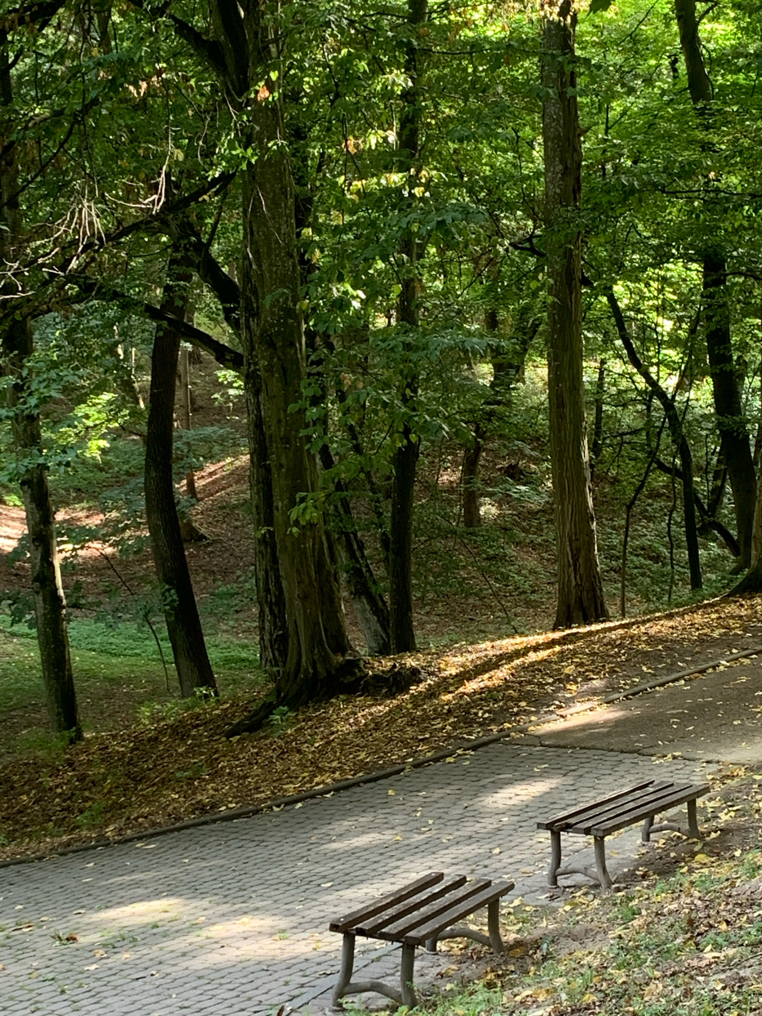 The image depicts a park scene in Lviv, Ukraine. Two wooden park benches are positioned on a cobblestone pathway. The pathway is bordered by a grassy slope covered in fallen leaves, indicating autumn. Behind the pathway, a densely wooded area rises up a hillside. Sunlight filters through the trees, casting dappled shadows on the ground and pathway. The overall impression is one of a tranquil, natural setting within an urban park.