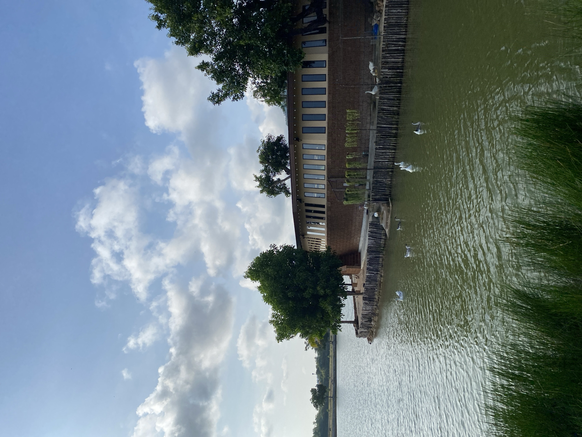 This image depicts a peaceful waterside scene in Choeng Thale, Thailand, under a partly cloudy daytime sky. A long, low-rise building with a modern aesthetic occupies the left side of the frame. Its facade features many dark, rectangular windows, and it appears to be constructed from brown brick or stone. Several lush green trees are scattered around the building, with one prominent tree in the foreground and others partially visible above the building's roofline.
Adjacent to the building, a sturdy wooden or stone embankment lines the edge of a calm body of water, which could be a river, canal, or lake. The water has a greenish-brown hue and shows subtle ripples on its surface. Numerous white birds, resembling ducks or geese, are present; some are standing on the embankment, while others are gracefully swimming in the water.
On the far right, a dense bank of tall, green reeds and grass borders the water, adding to the natural environment. The sky above is a clear blue, adorned with soft, white cumulus clouds, suggesting fair weather. The scene conveys a sense of tranquility and natural beauty, with wildlife coexisting peacefully near human infrastructure. No visible text is present in the image.
