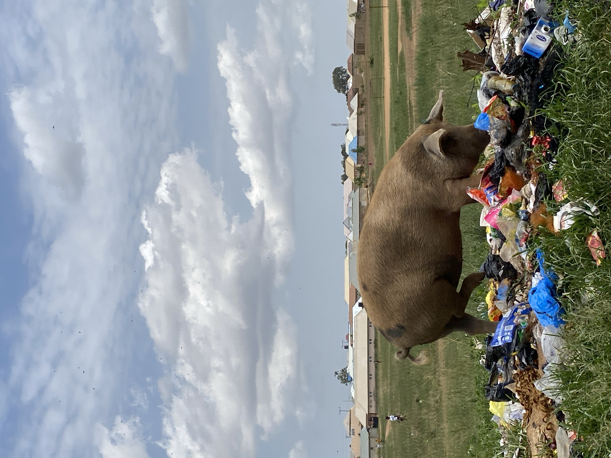 A pig forages through a large pile of trash. The setting appears to be on the outskirts of Durumi, Nigeria. There is patchy green grass around the trash, and more extensive grasslands beyond the garbage pile. In the distance, buildings can be seen. The sky is partially cloudy. Some people are walking along the field.