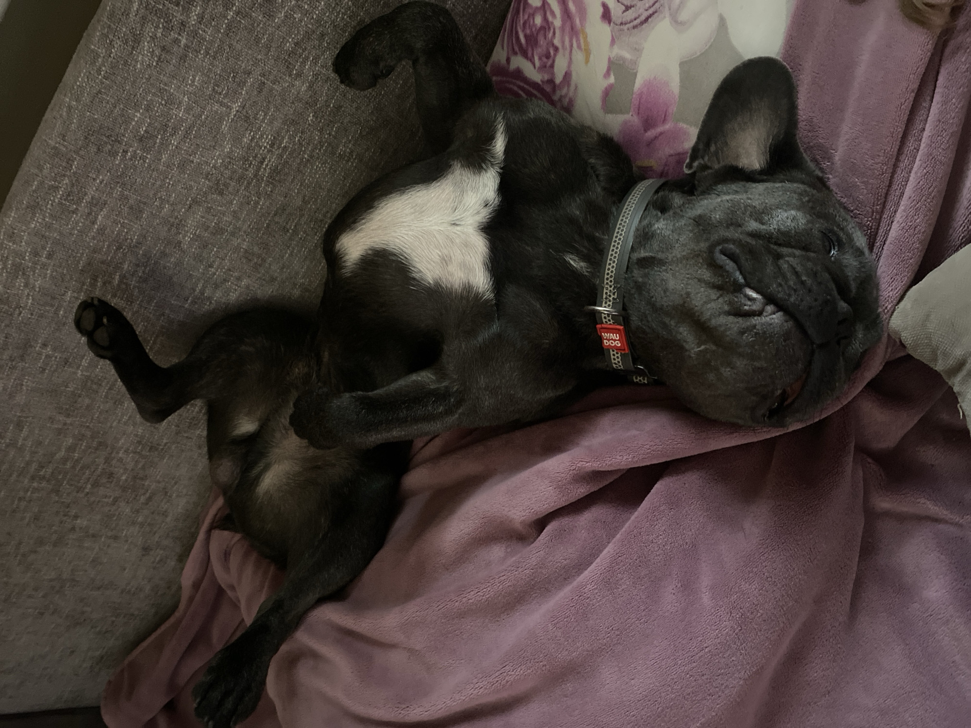 A black French bulldog is lying upside down on its back on a sofa covered with a purple blanket. The dog has a white patch of fur on its chest and a grey collar with a red tag. The dog's eyes are partially closed, and its mouth is slightly open. The sofa is grey and textured, with a patterned pillow visible on the right side of the image. The environment suggests an indoor setting, likely a living room. The image does not provide any information about the city of Kropyvnytskyi, Ukraine.