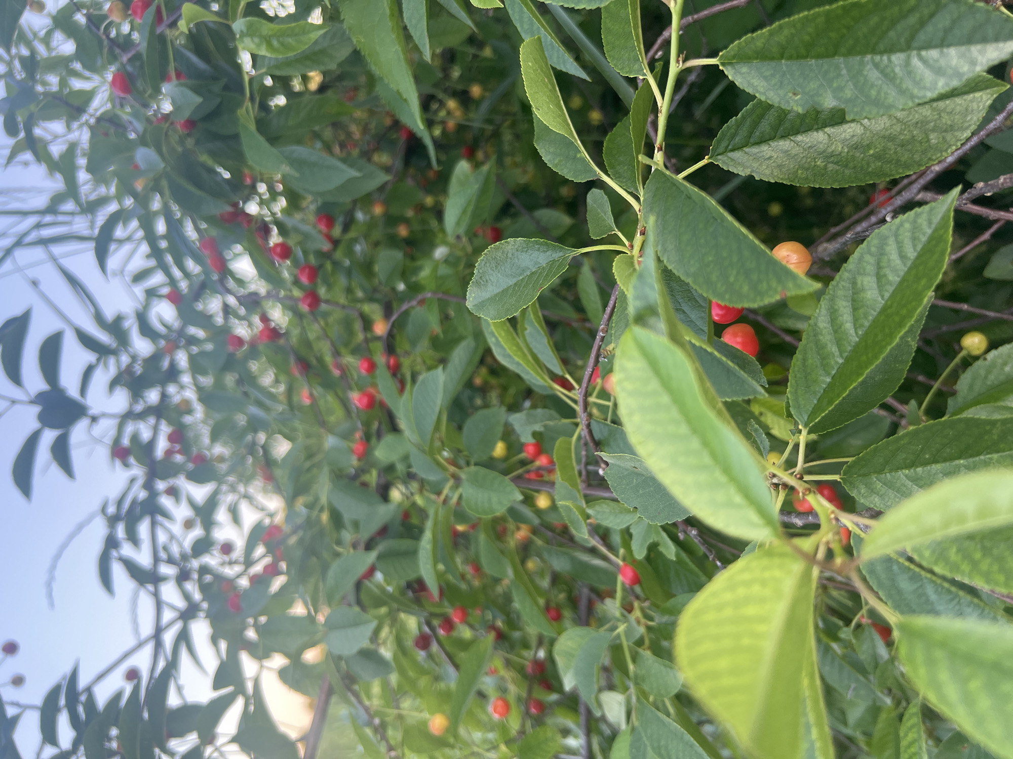 A close-up, outdoor shot of a cherry tree branch with ripe red and yellow cherries and green leaves. The background is blurred, showing more of the tree and a light blue sky. The image is likely taken in Dubăsari town council, Moldova.