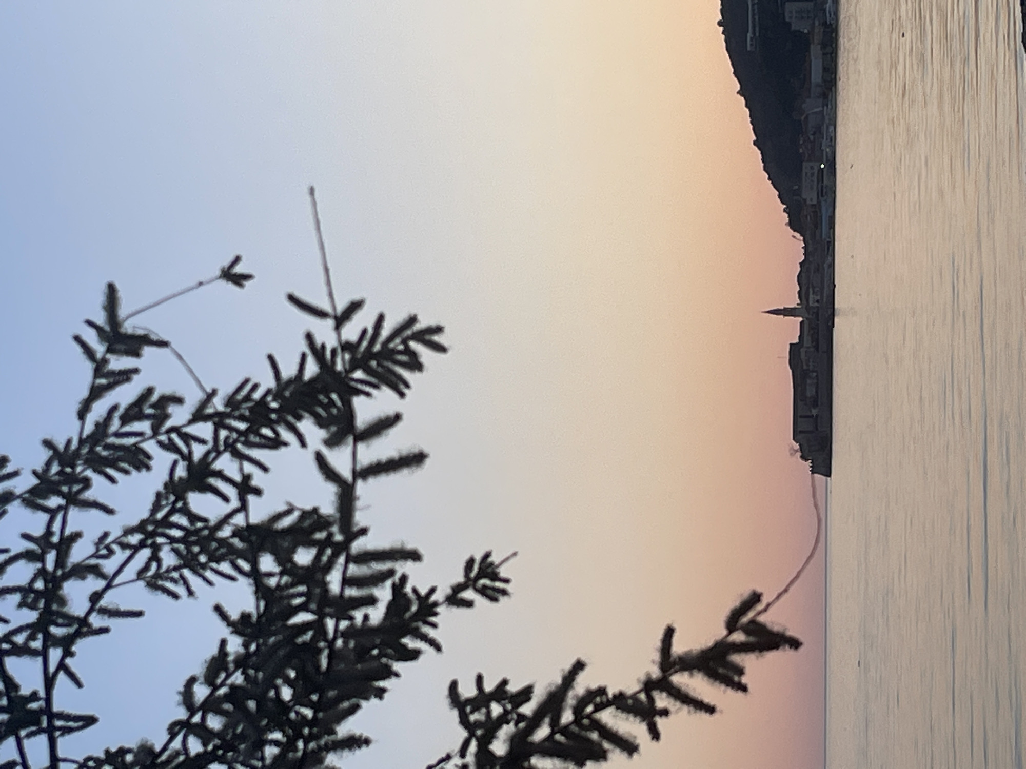The image shows a seascape at sunset or sunrise in Budva, Montenegro, taken from the shoreline. Silhouetted evergreen tree branches frame the left foreground. The sky transitions from a pale blue at the upper left to a soft orange and pink near the horizon. To the right, the coastline of Budva is visible, with buildings and a distinctive church spire. Still water reflects the colors of the sky and the silhouette of the town. The image is oriented sideways.