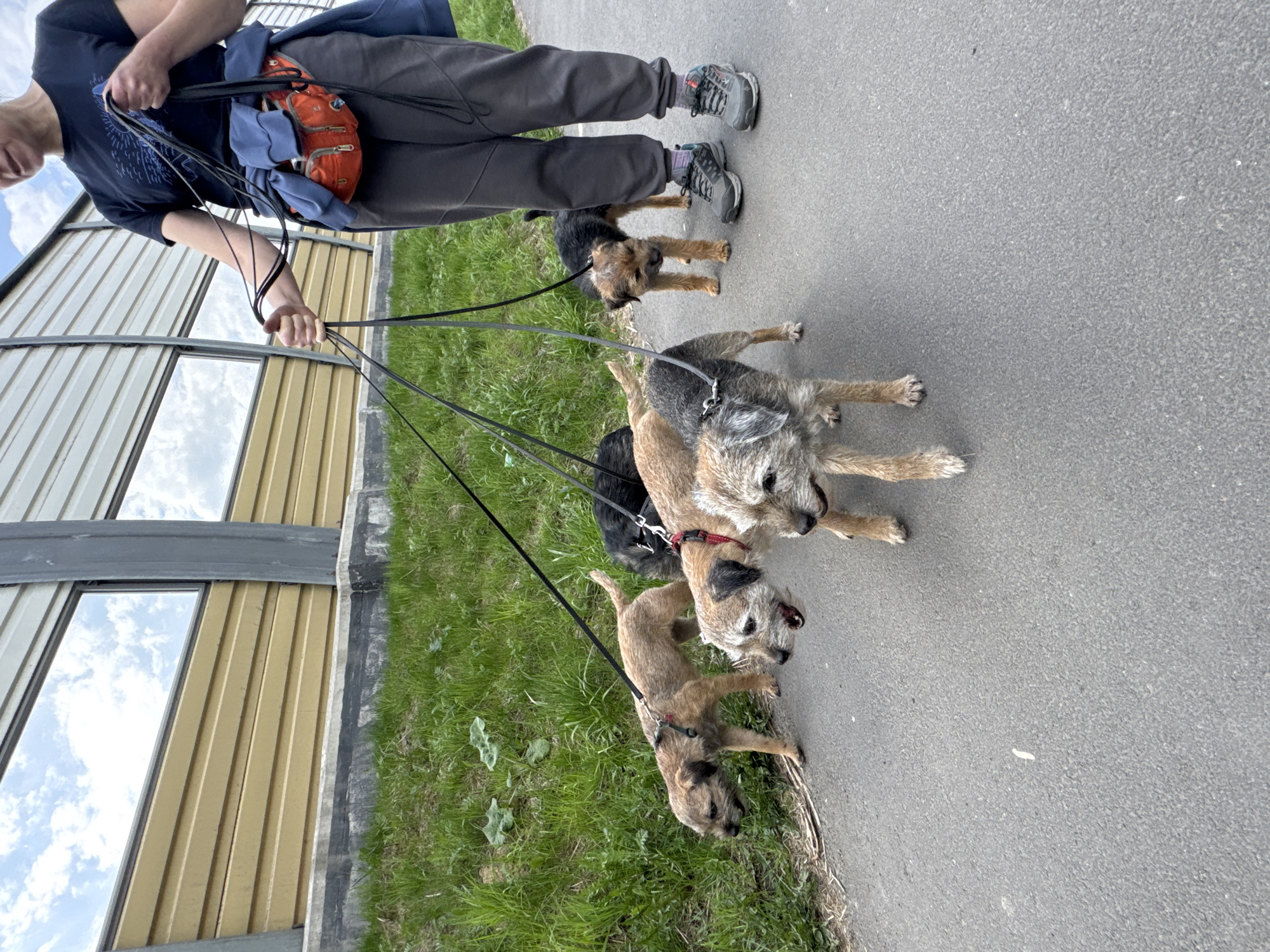 A person wearing gray sweatpants, a dark blue t-shirt, and gray hiking boots is walking four Border Terrier dogs of varying colors (tan, brown and black, gray) on black leashes. The dogs are walking on a gray asphalt path next to green grass. To the left is a building with yellow and white corrugated metal siding with windows. The windows reflect a cloudy sky. The scene is located in Saint Petersburg, Russia.