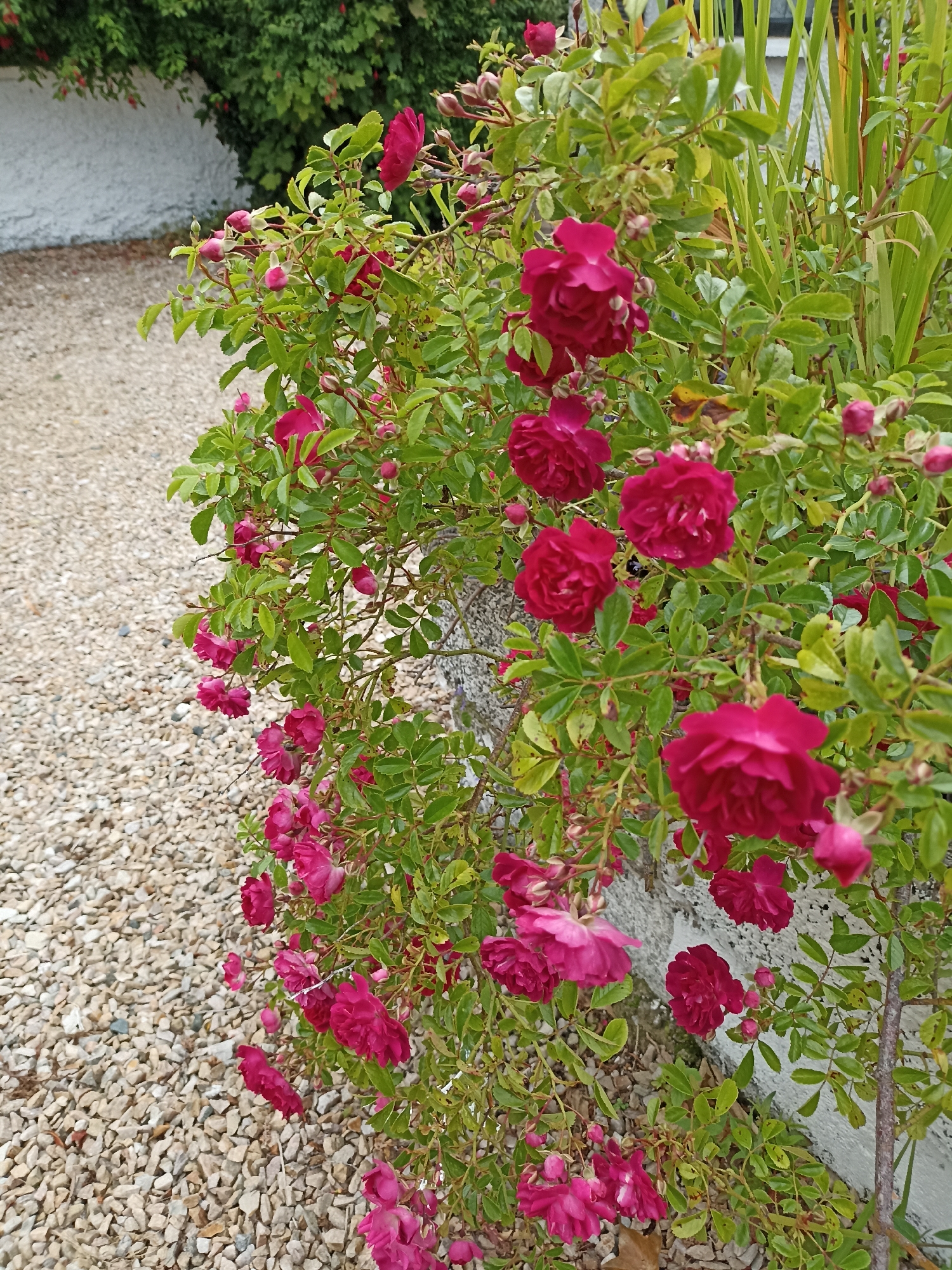 This media file captures a close-up view of a vibrant bush laden with deep pink roses. The roses are in various stages of bloom, with some fully open and others still in bud. They are clustered along the branches of the bush, which is lush with green leaves. The bush appears to be growing against a textured, light-colored wall, possibly made of stucco or concrete. To the left of the bush, a pathway or ground cover of light-colored, small pebbles is visible, suggesting an outdoor setting. In the background, a section of greenery can be seen, possibly more bushes or trees, and a white, textured wall, hinting at a garden or yard. The lighting suggests it might be daytime, with the natural light illuminating the rich colors of the roses. The overall impression is one of natural beauty and a well-maintained outdoor space. The location context of Annagry, Ireland, might suggest a temperate climate where such roses would thrive. There is no visible text in the image.